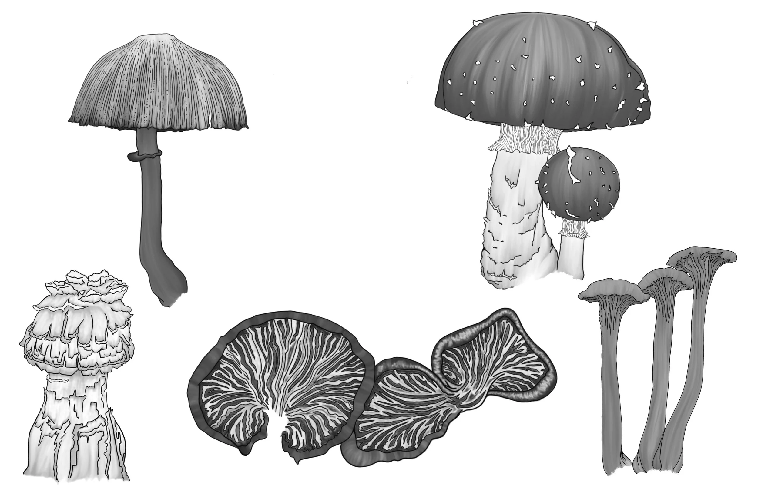 Mushrooms in sav 1.JPG