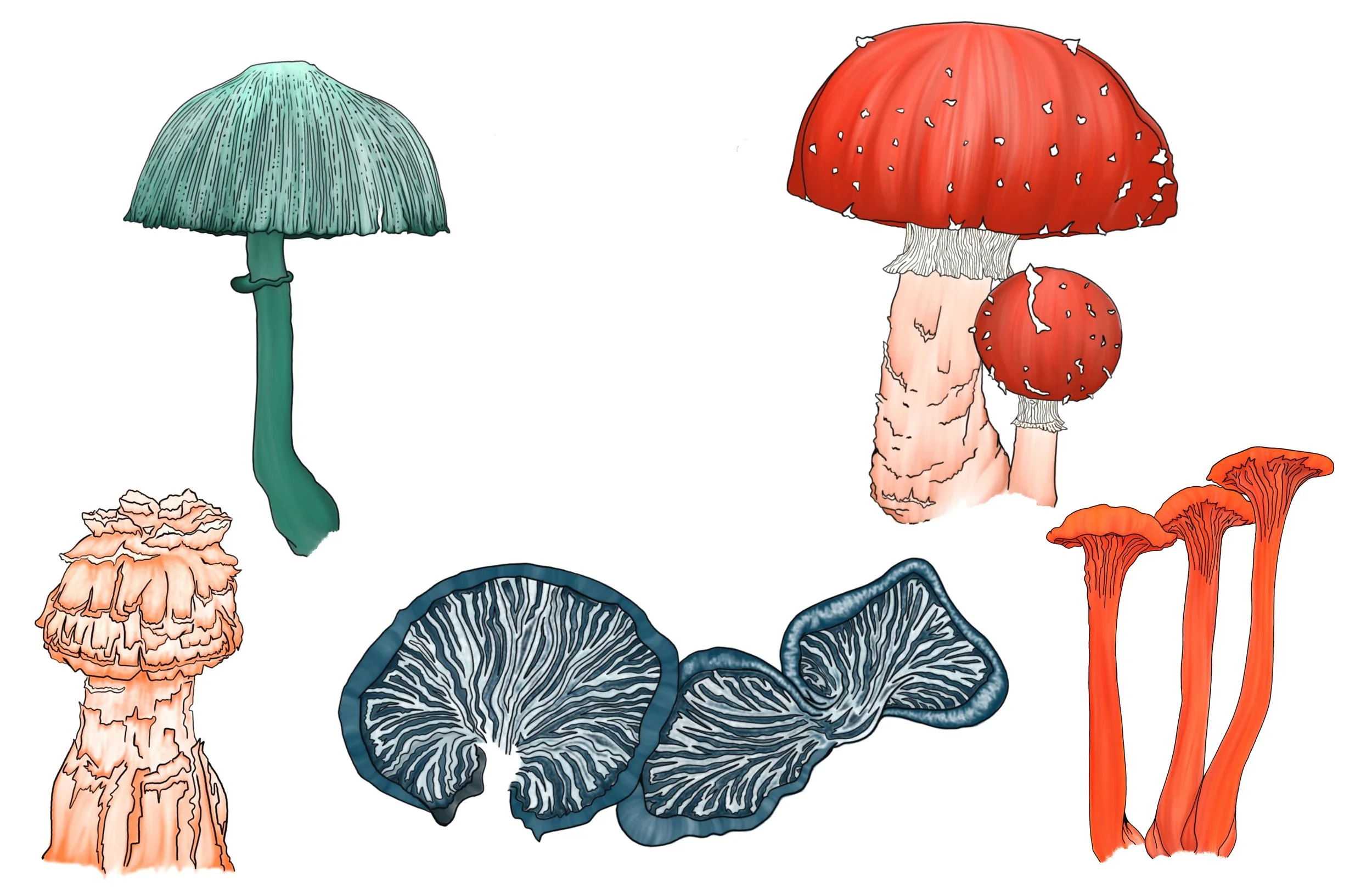 Mushrooms in sav 2.JPG