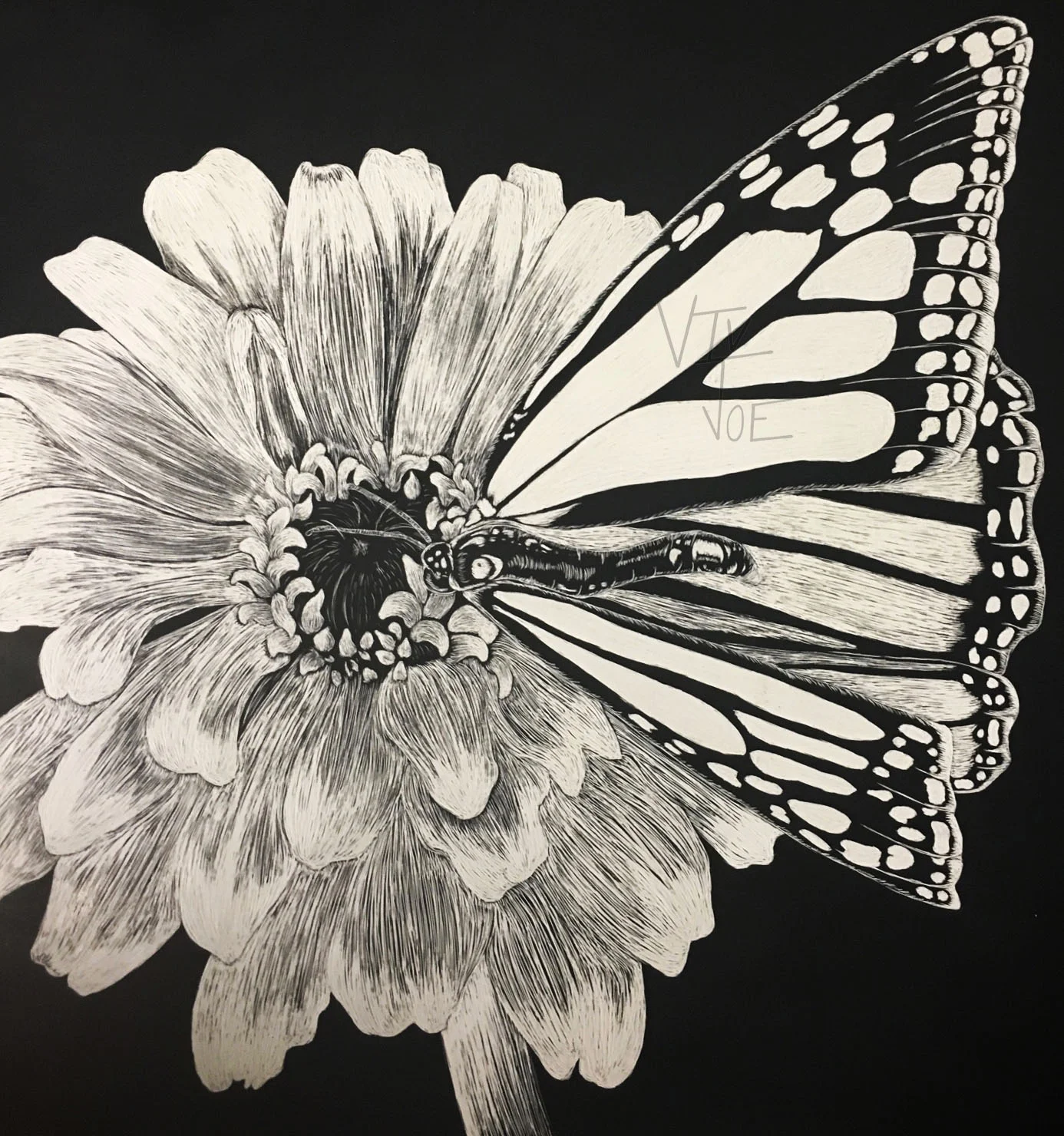 butterfly scratchboard.jpg