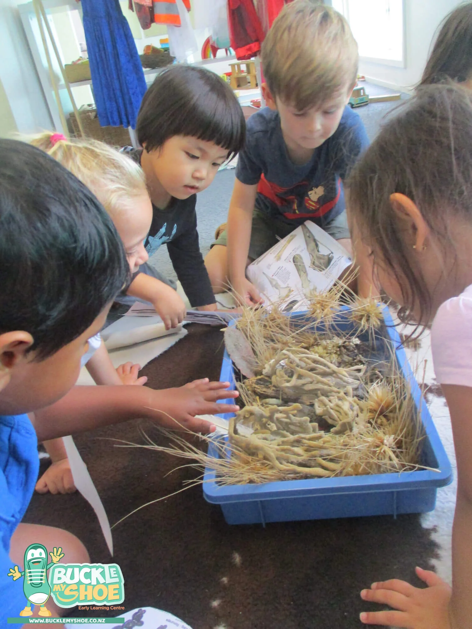 buckle-my-shoe-childcare-tauranga-daycare-preschool-sea-week-2-5.jpg