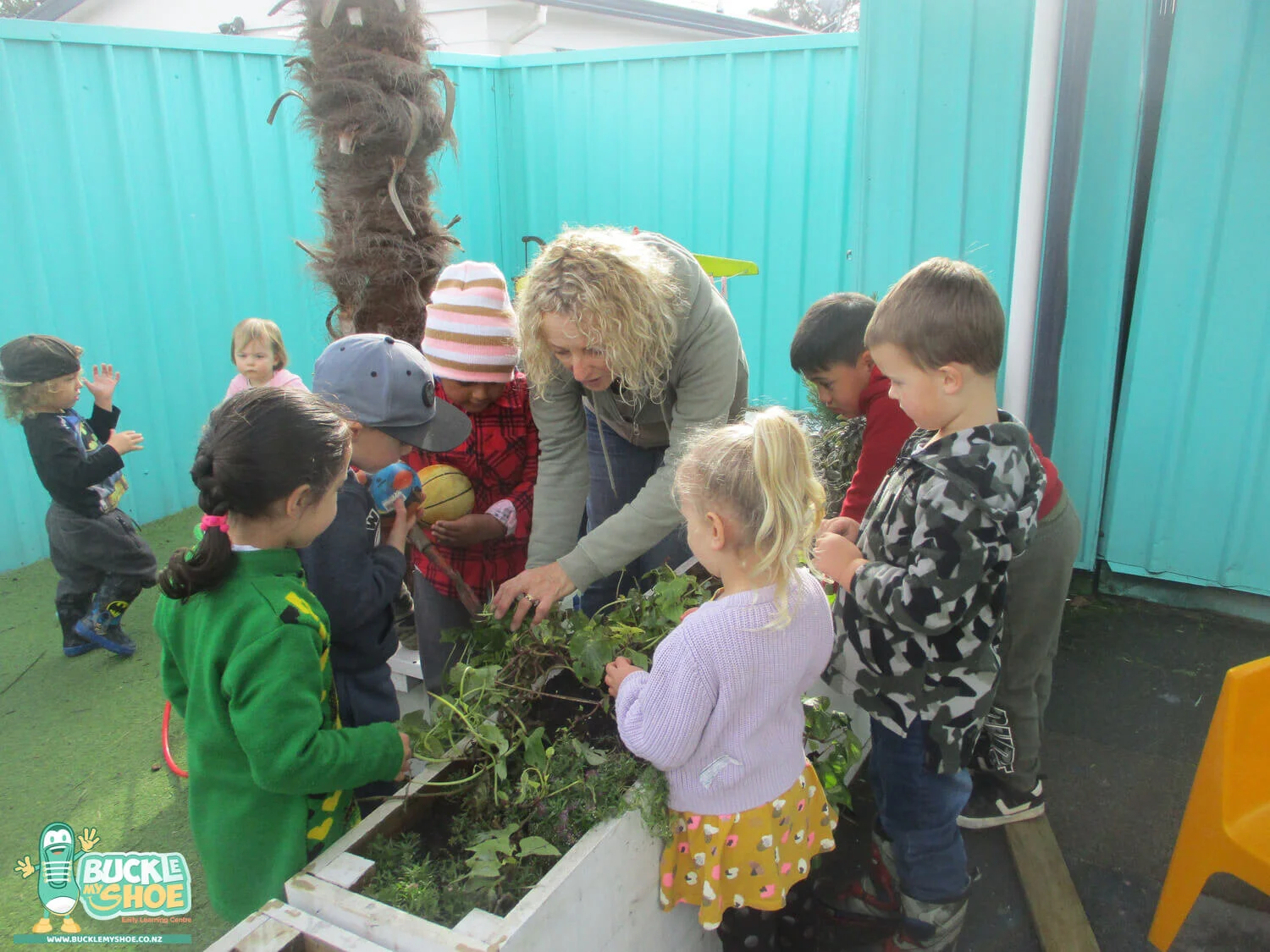 buckle-my-shoe-childcare-tauranga-daycare-preschool-kumara-harvesting-1.jpg