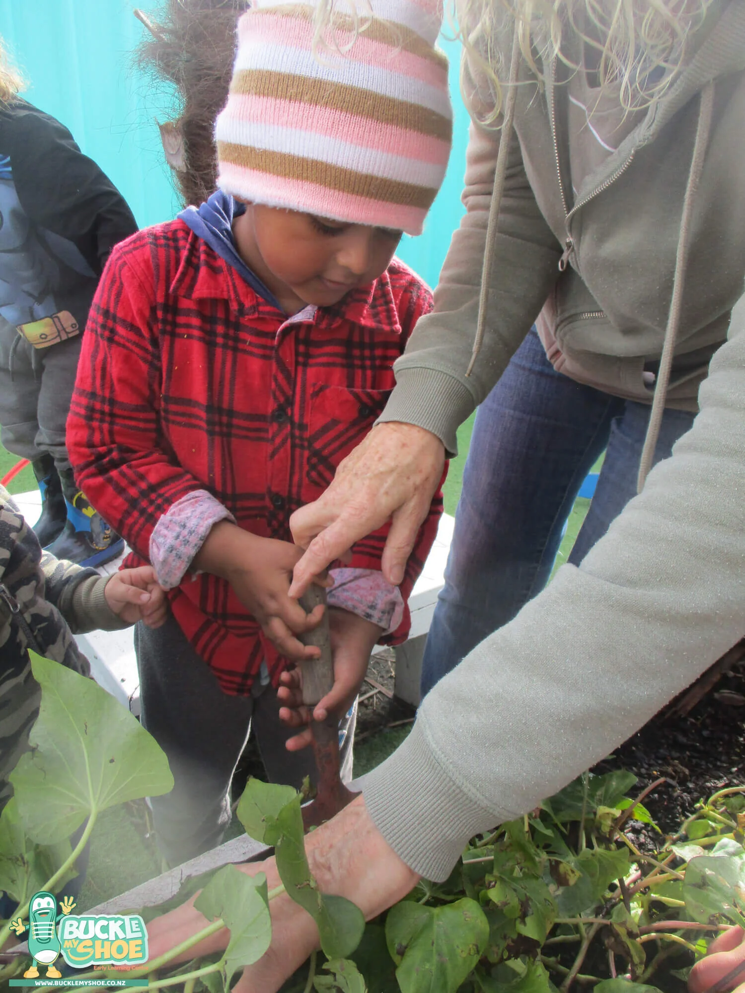 buckle-my-shoe-childcare-tauranga-daycare-preschool-kumara-harvesting-2.jpg