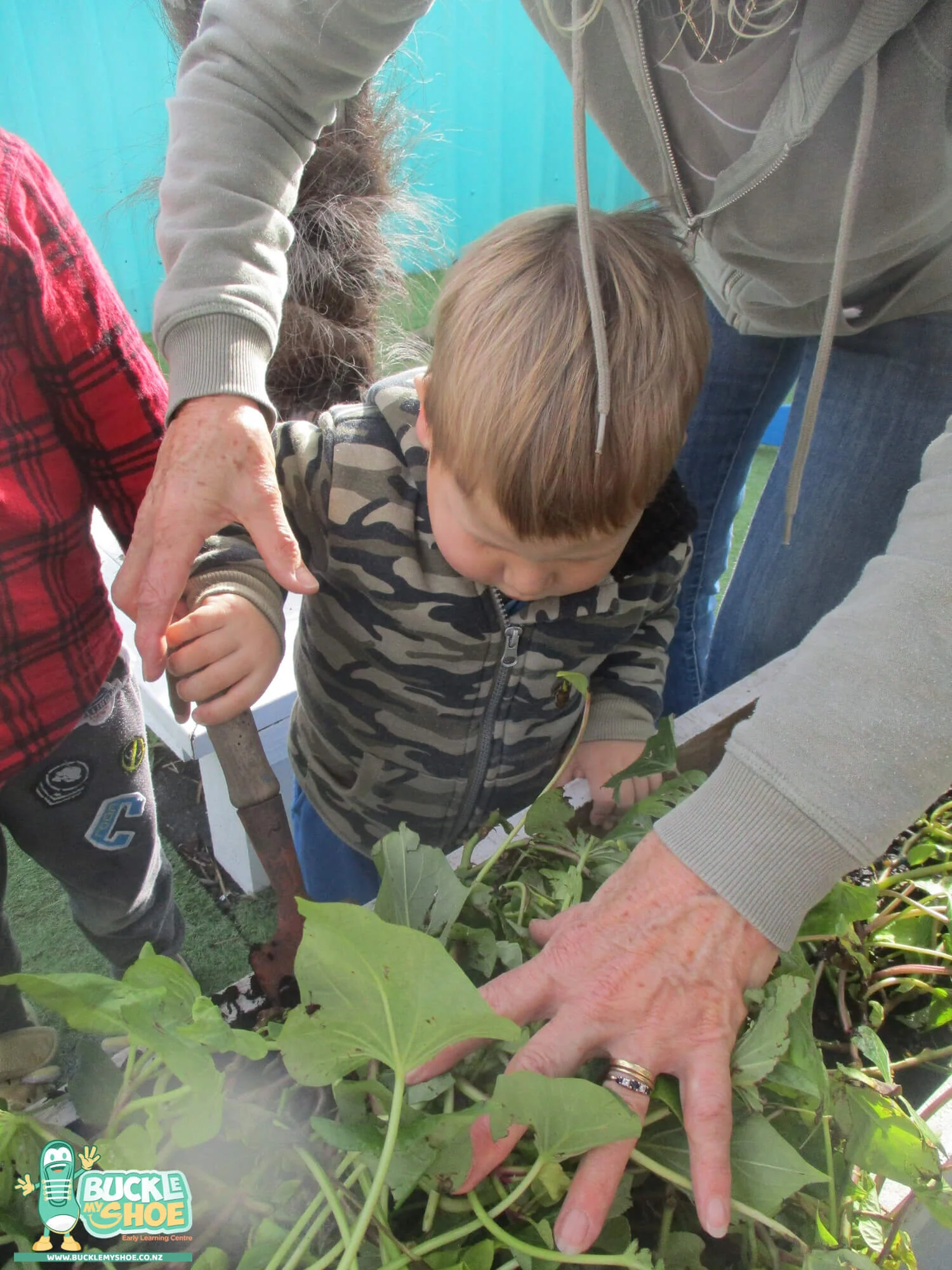 buckle-my-shoe-childcare-tauranga-daycare-preschool-kumara-harvesting-3.jpg