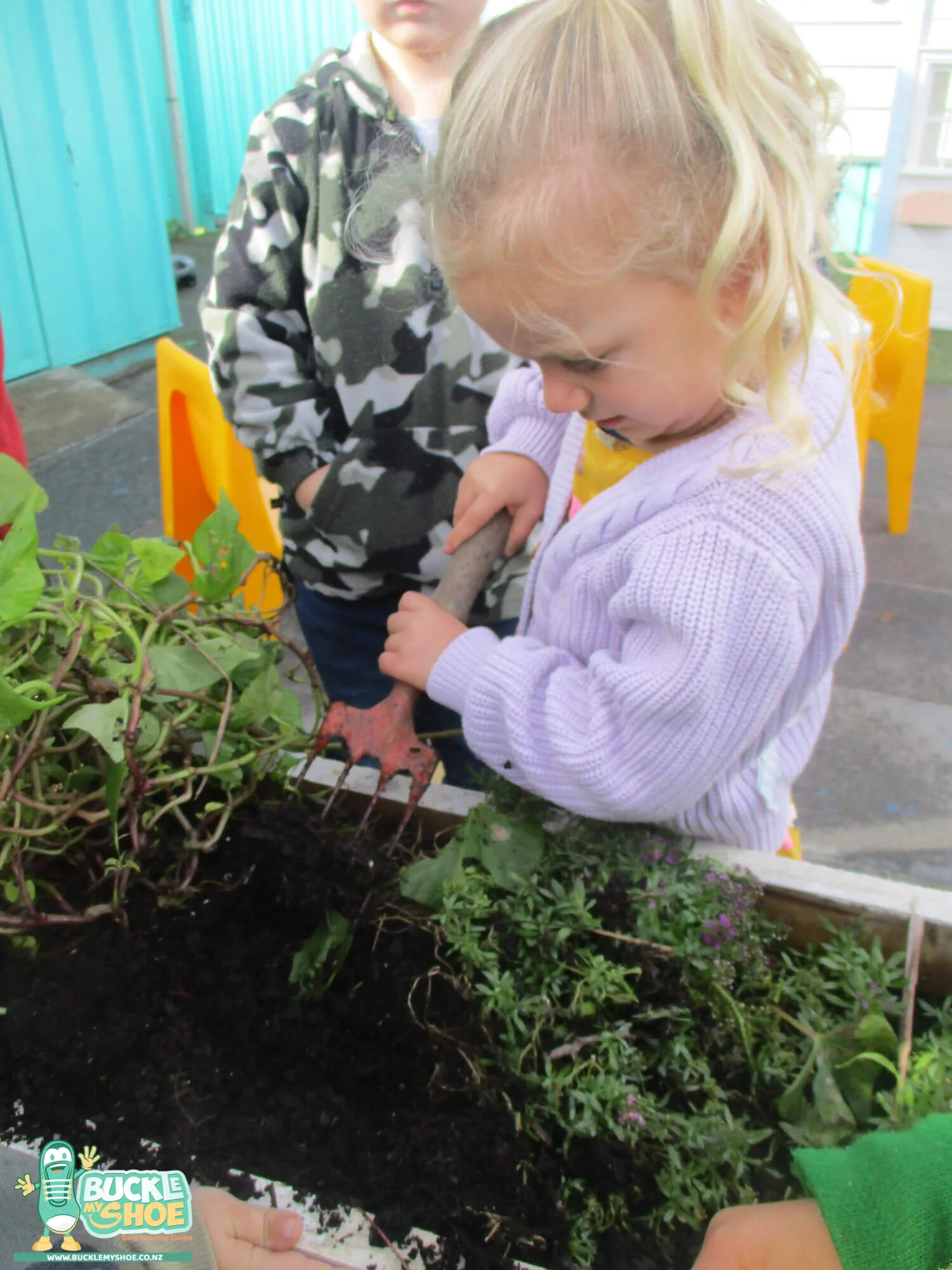 buckle-my-shoe-childcare-tauranga-daycare-preschool-kumara-harvesting-5.jpg