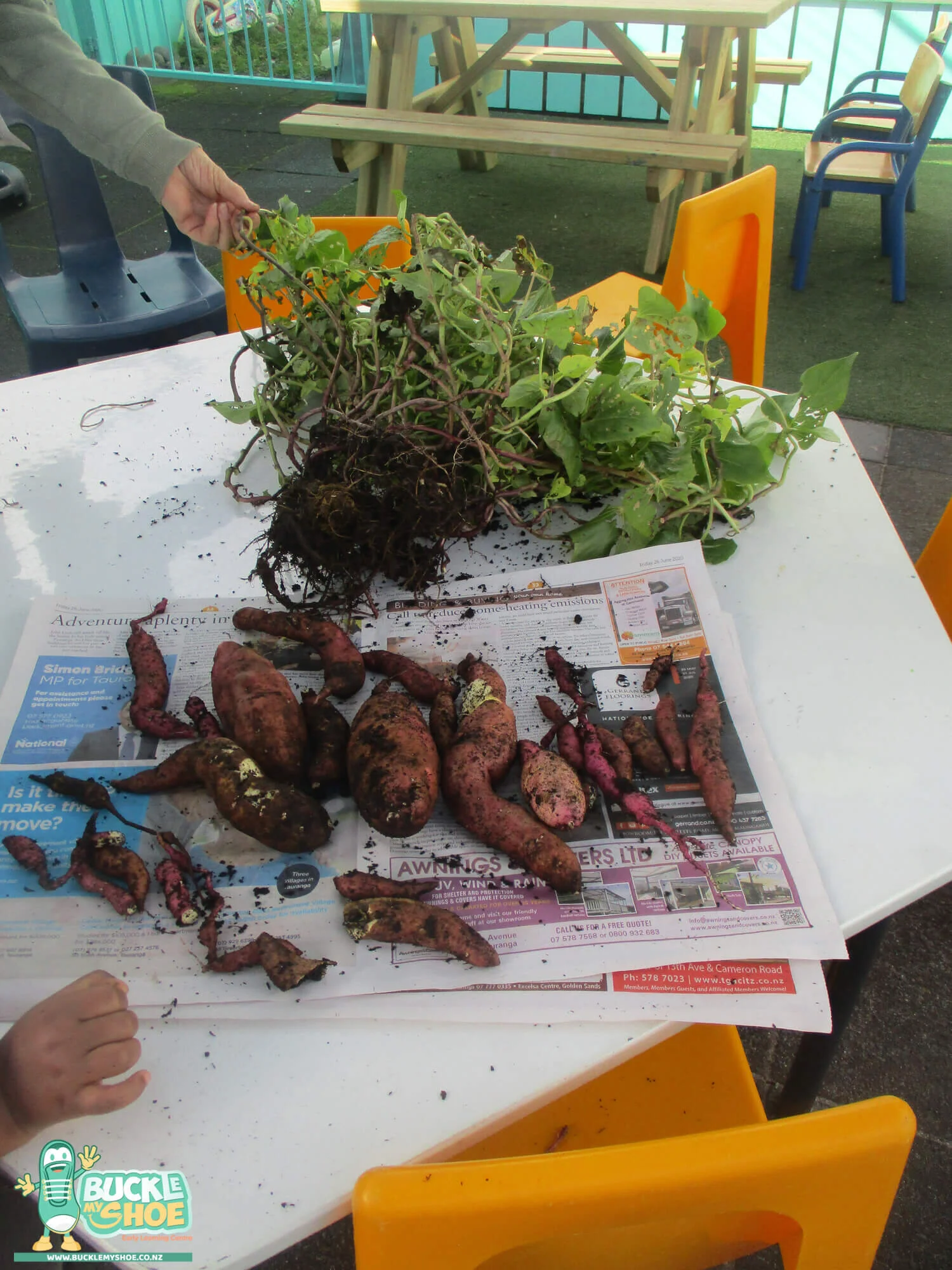 buckle-my-shoe-childcare-tauranga-daycare-preschool-kumara-harvesting-10.jpg