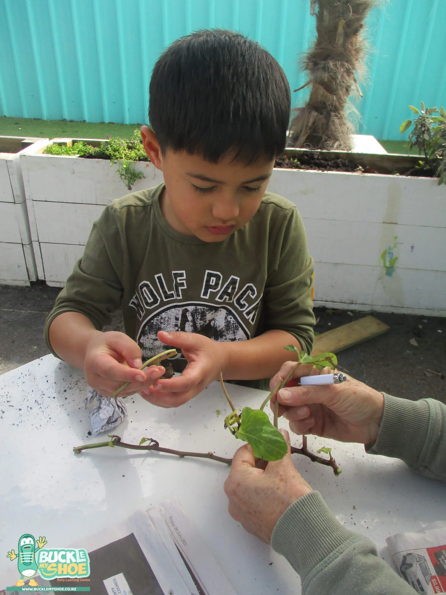 buckle-my-shoe-childcare-tauranga-daycare-preschool-kumara-harvesting-13.jpg