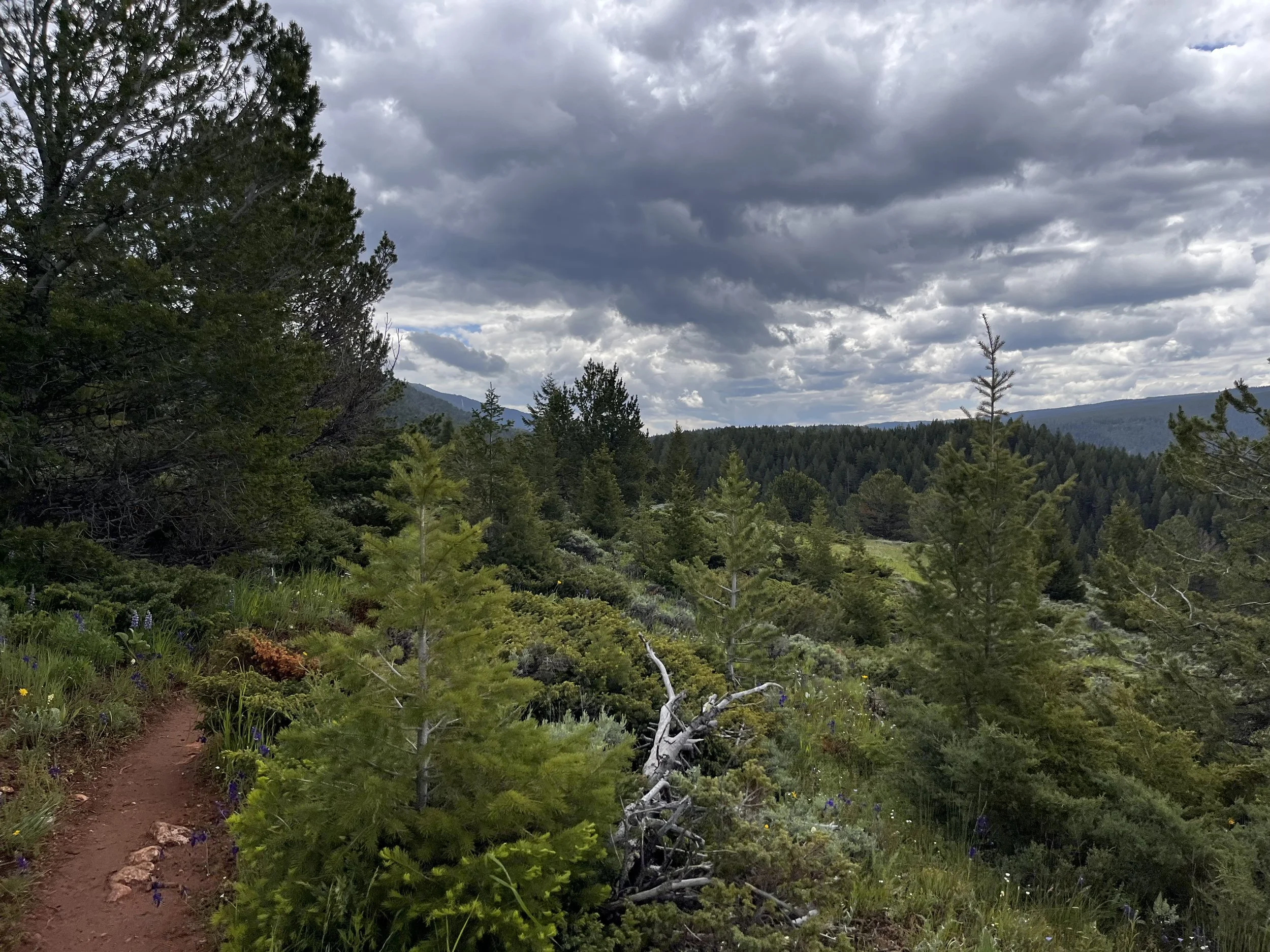 Quagmires, aka Bighorn 52 Mile Race Recap