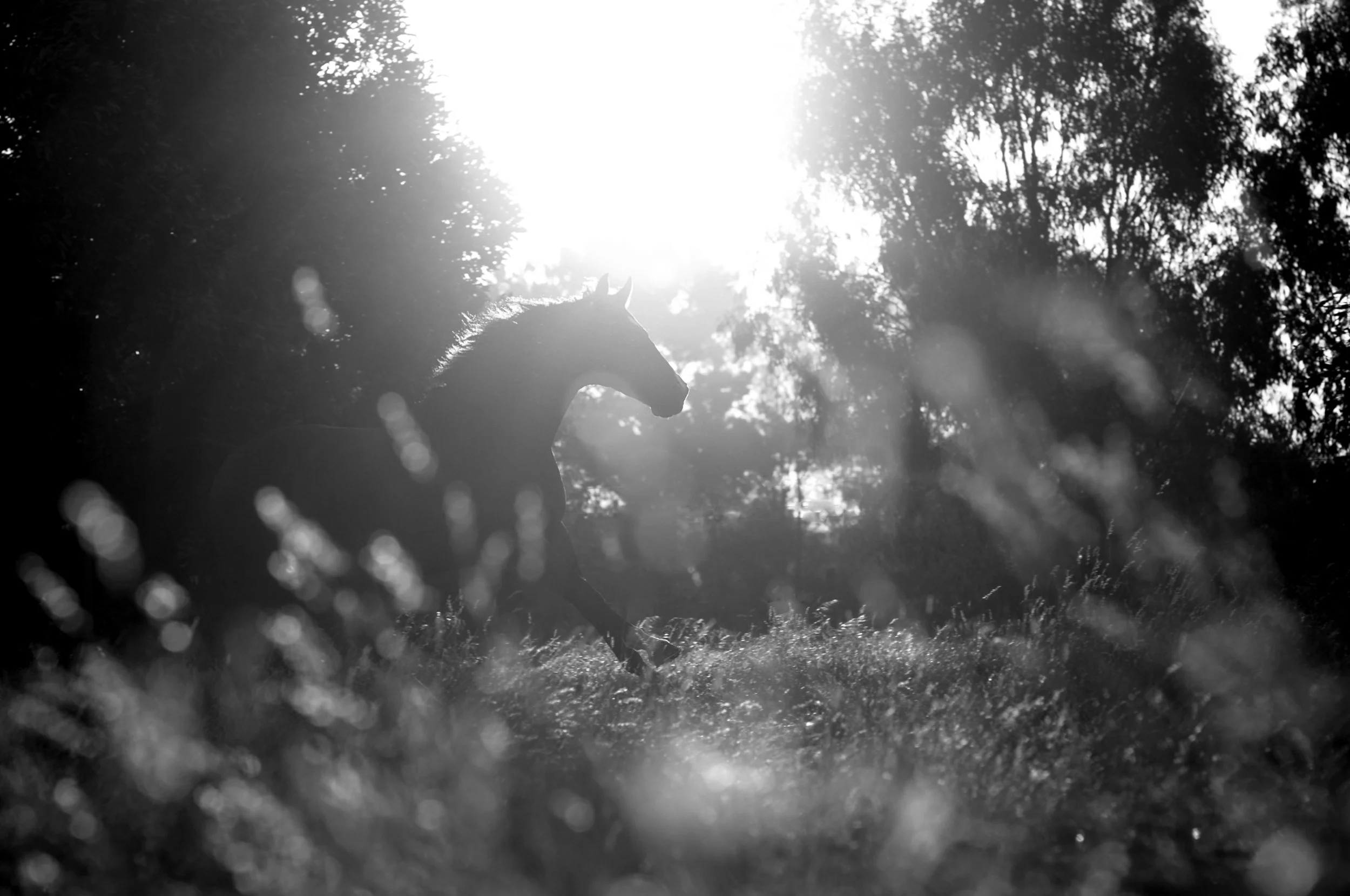 034_horse copy 3.jpg