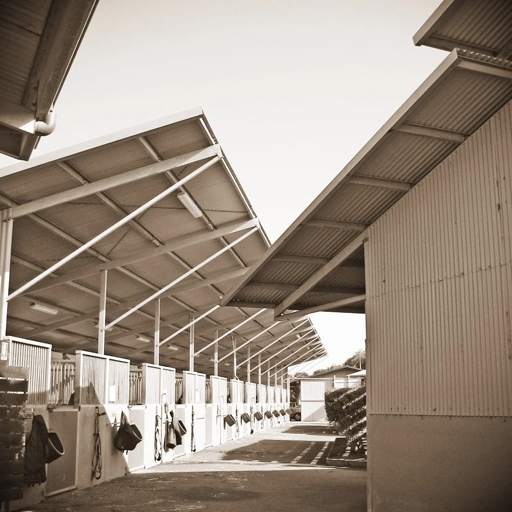 ‘Markdel’,  Freedman Brothers Thoroughbred Training Complex 