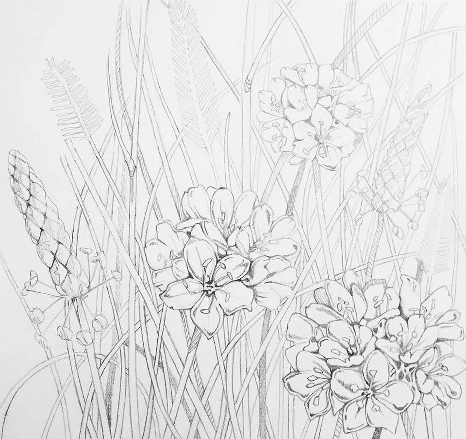 SKETCH FOR “THRIFT” PRINT