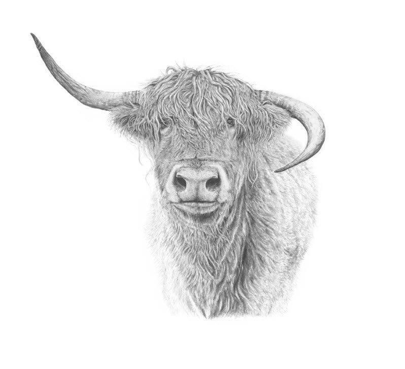 Highland Cow.jpg