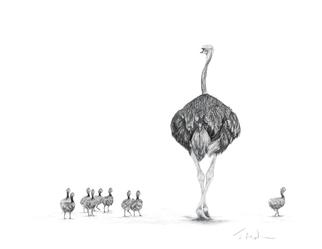 Ostrich Drawing.jpg
