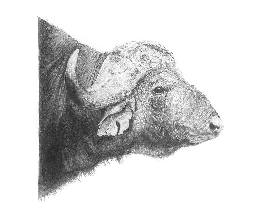 Buffalo Drawing.jpg