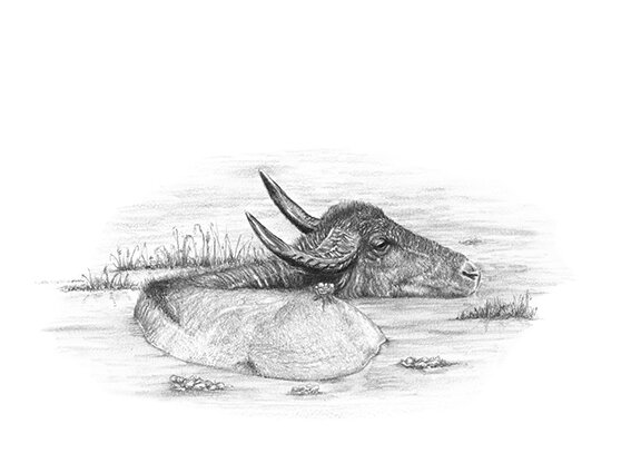 Water Buffalo Drawing.jpg