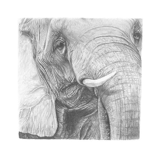 Elephant Face Drawing.jpg