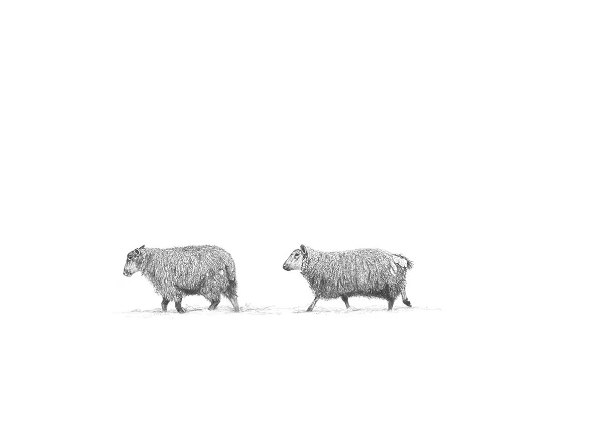 Sheep Drawing.jpg