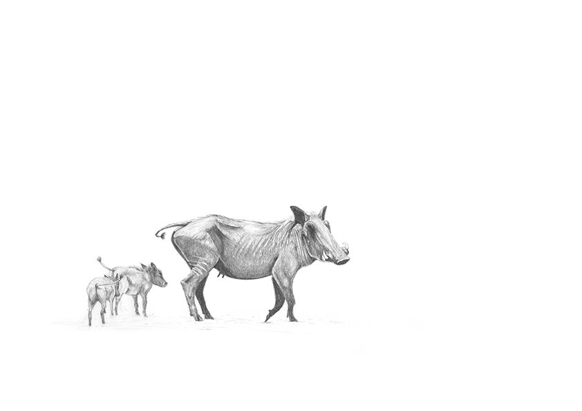 Warthogs Drawing.jpg