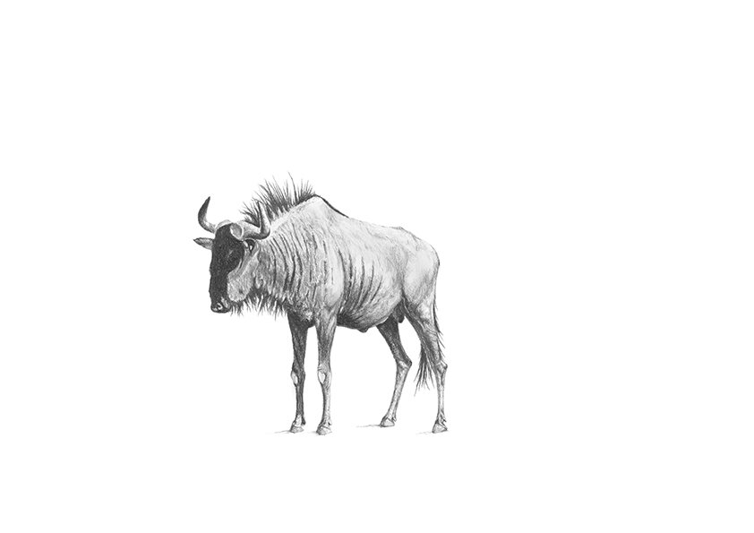 Wildebeest Drawing.jpg
