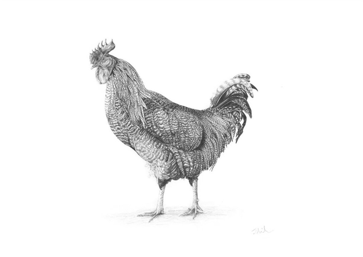 Chicken+Drawing.jpg