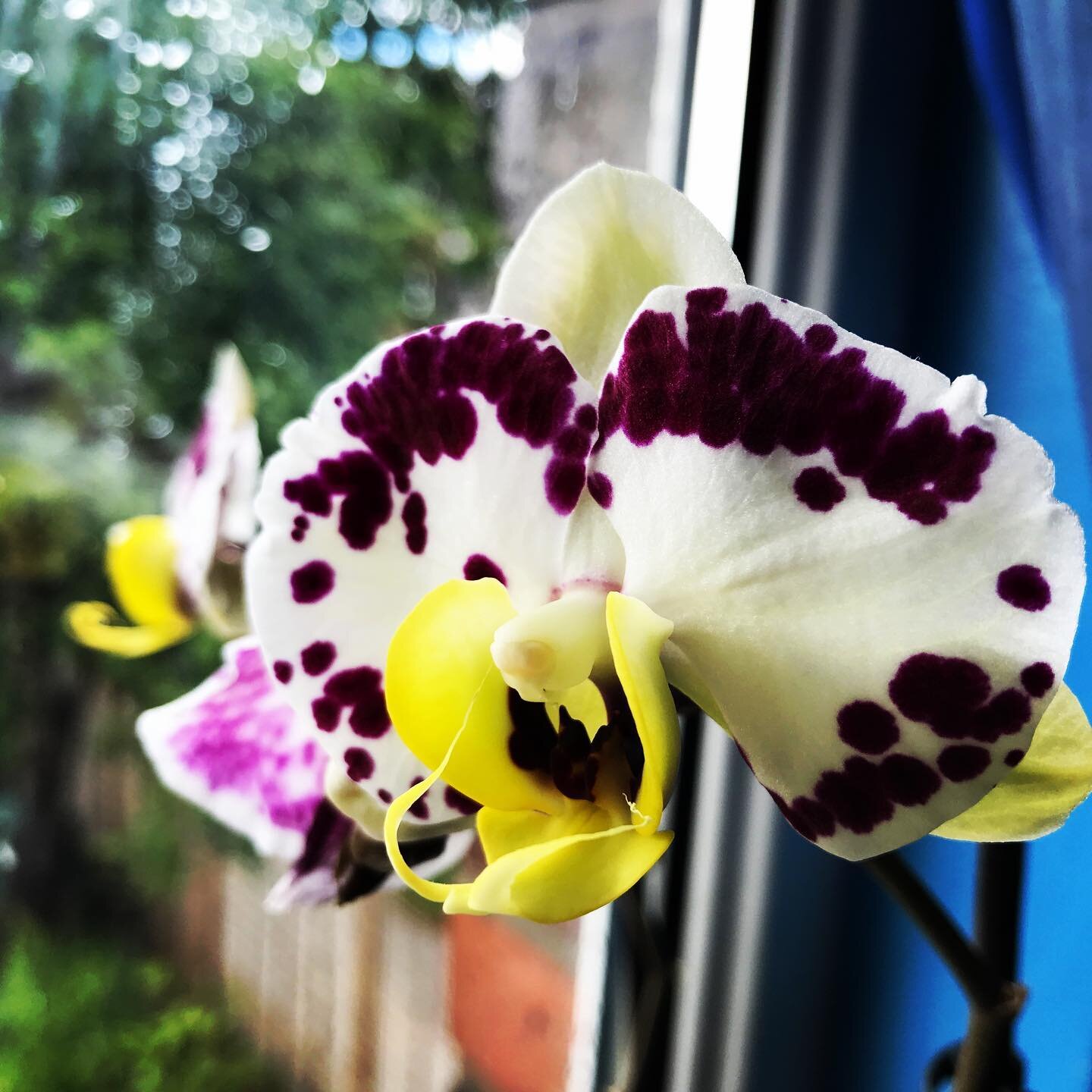 #orchidsofig #beauty #flowerporn #london #lockdown
