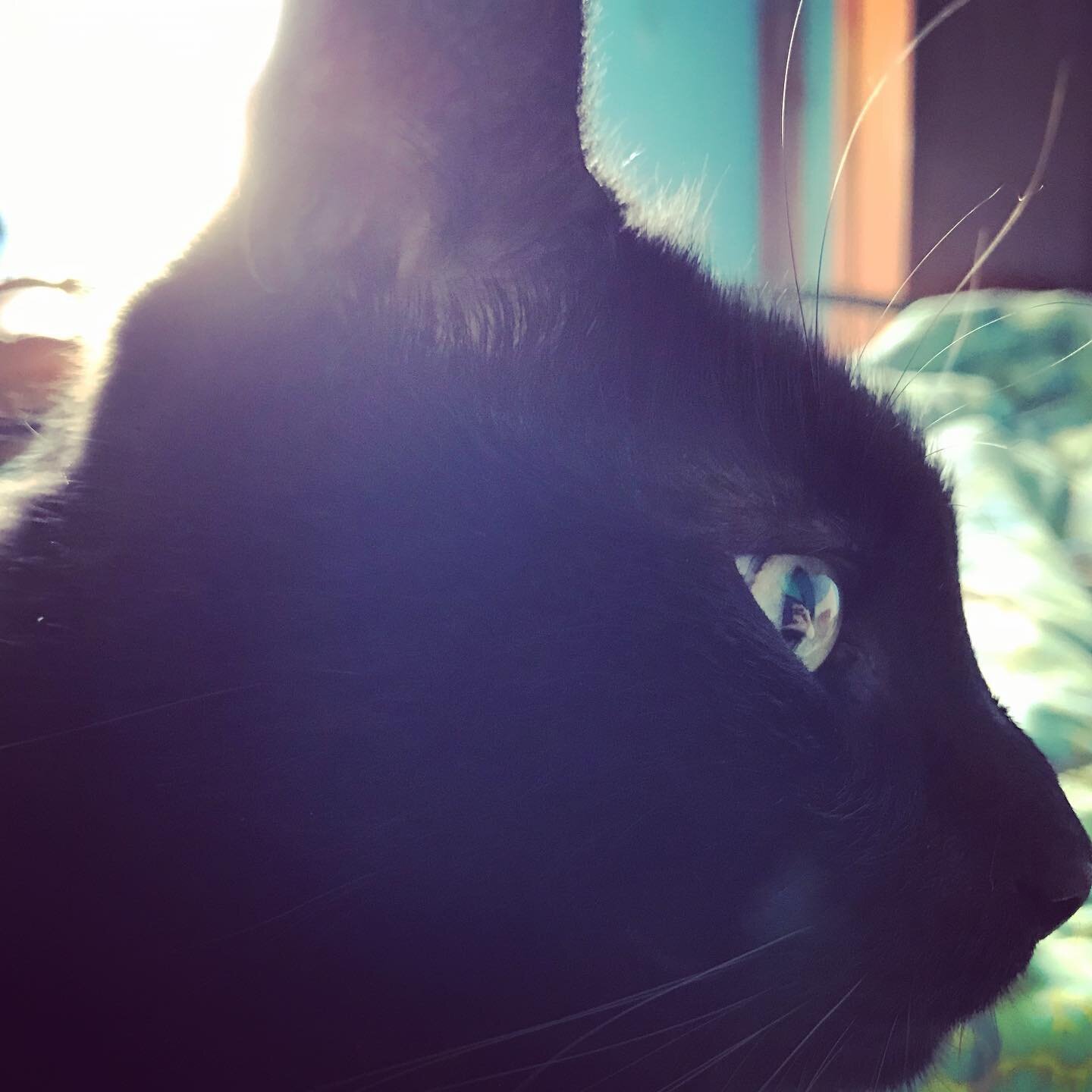 #blackcatsofinstagram #sundayvibes