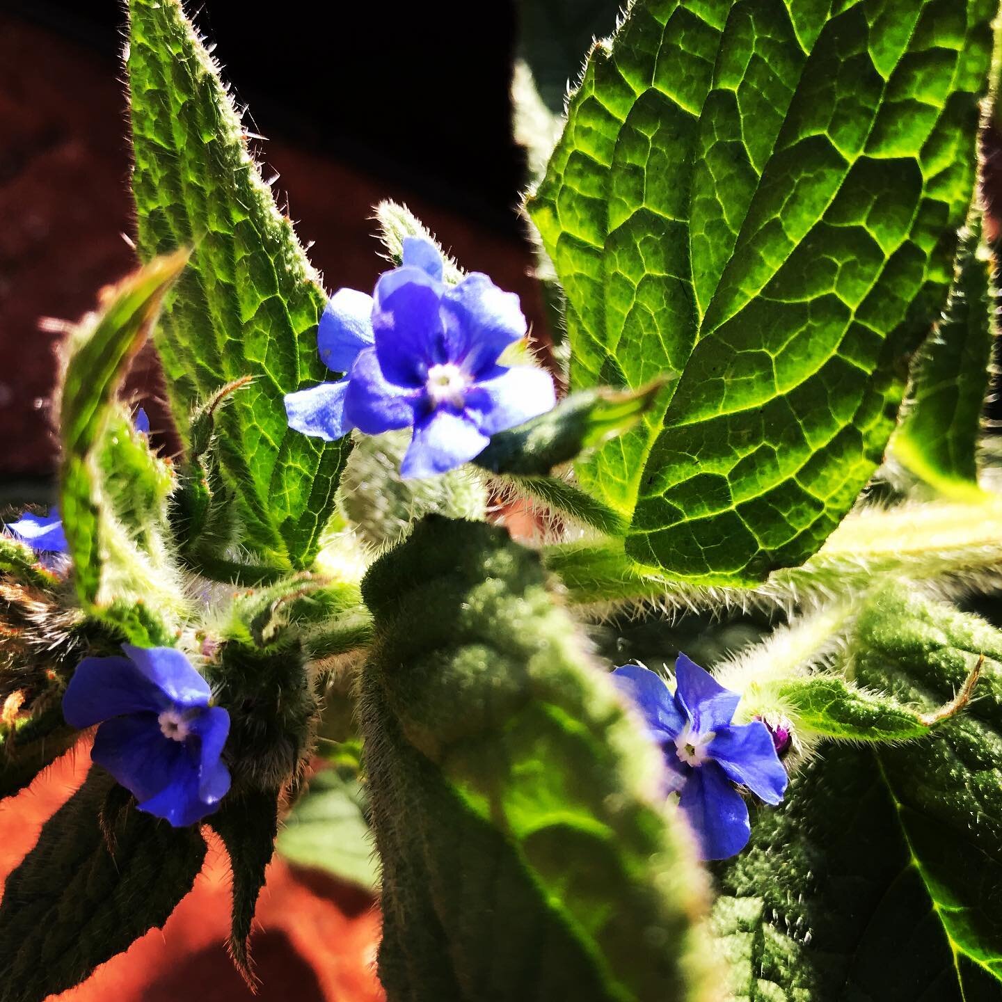 #comfrey has randomly germinated in our garden after 19 years of waiting #whenthetimeisright #beautifulblue #healingherbs #londonlockdown #spring2020 #
