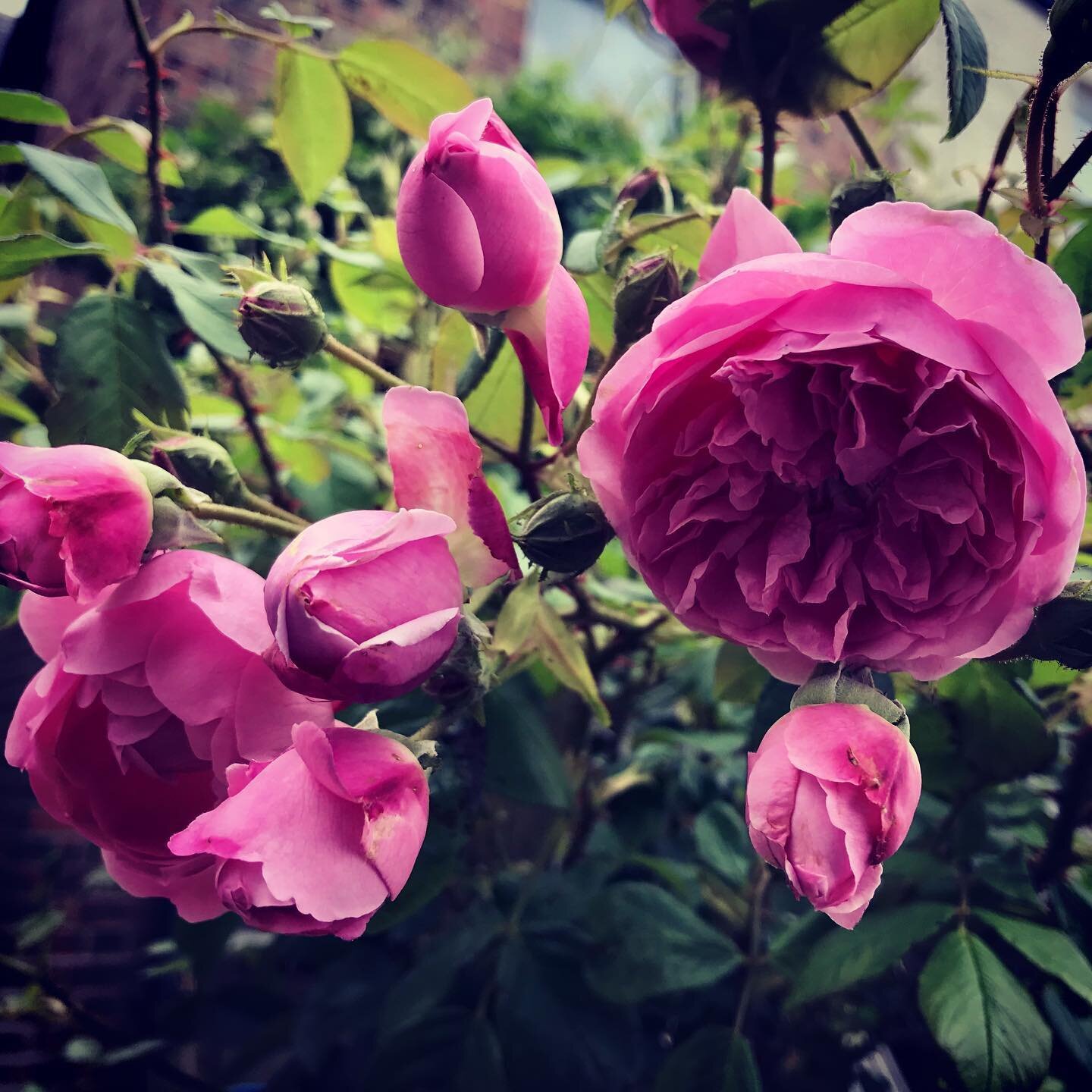 The gloomy weather hasn&rsquo;t stopped the #roses from blooming #harlowcarr #pinkroses🌷