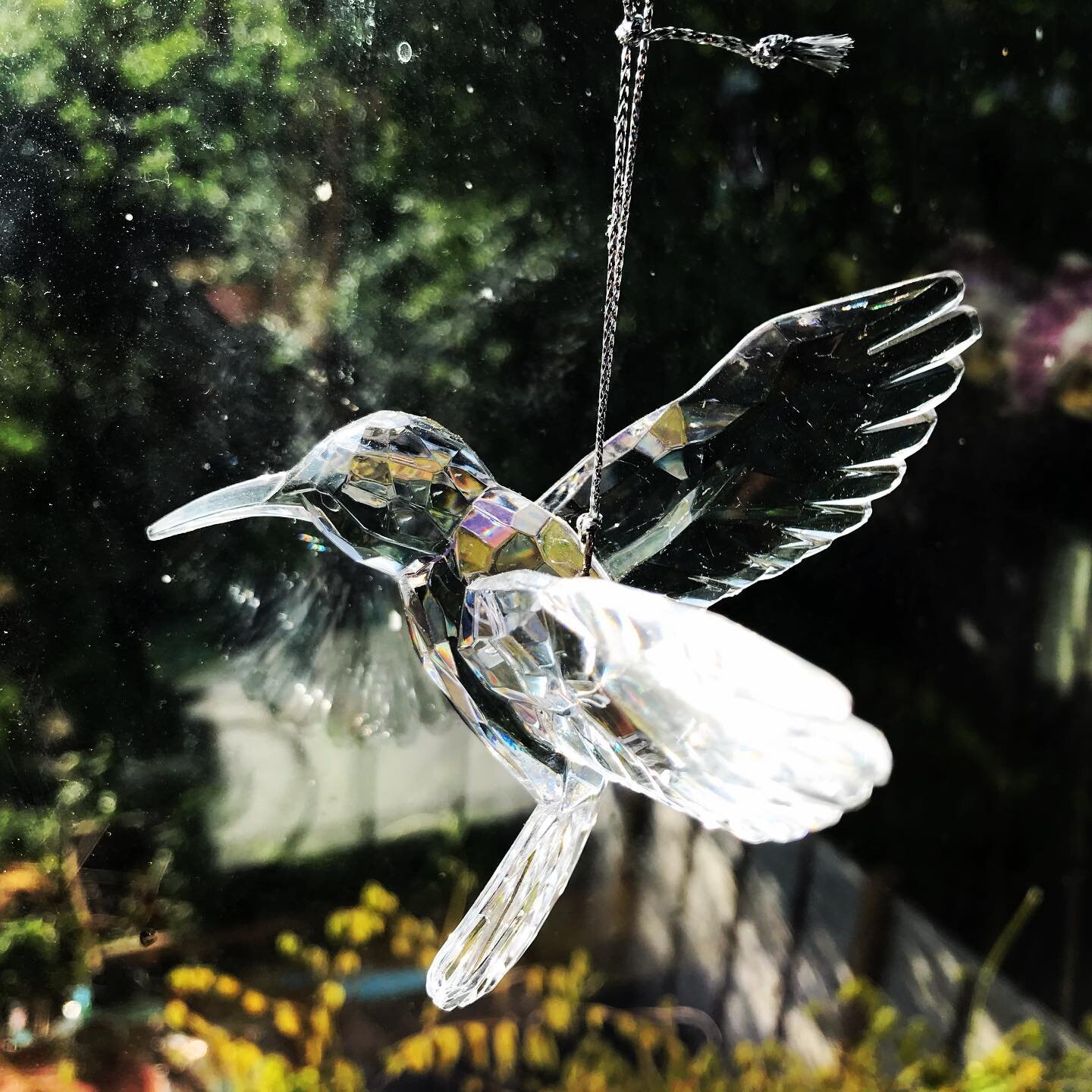 #hummingbird