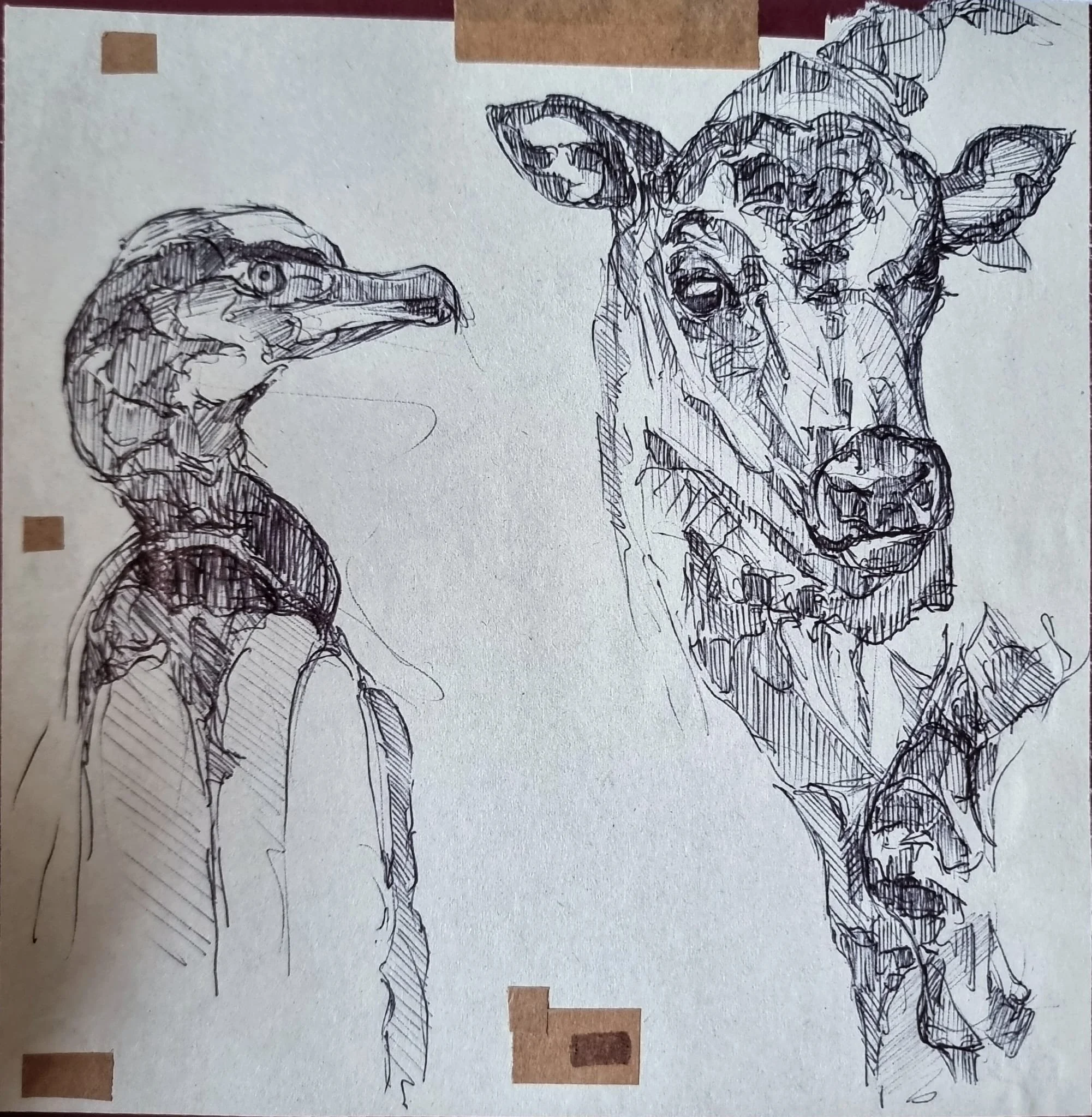 Amelia Page - Cow and Cormorant