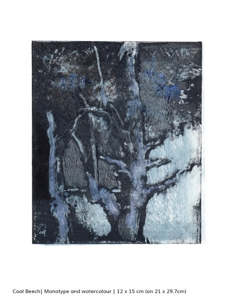 Cool Beech.jpeg