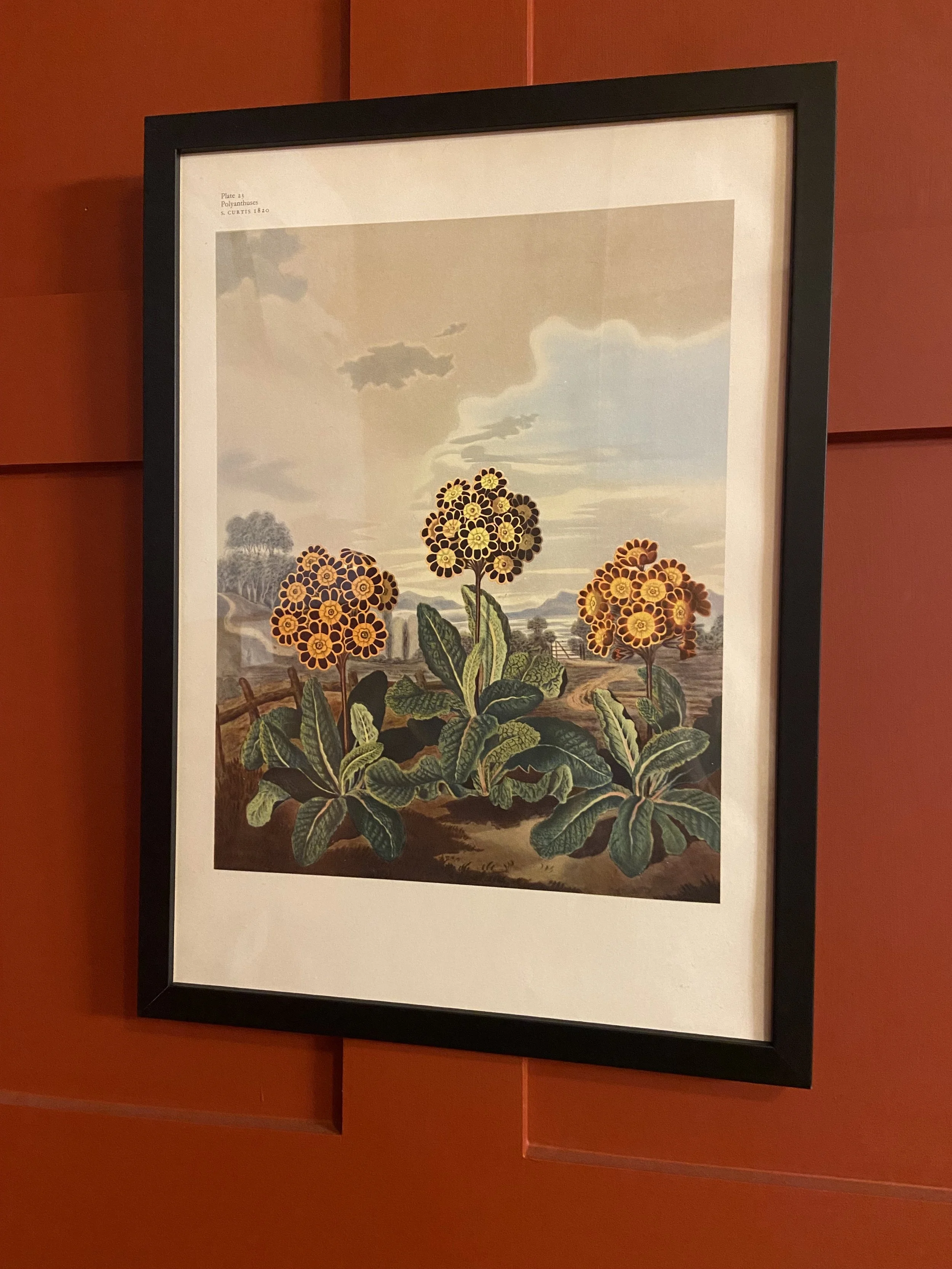 Candelabra Primula Lithograph