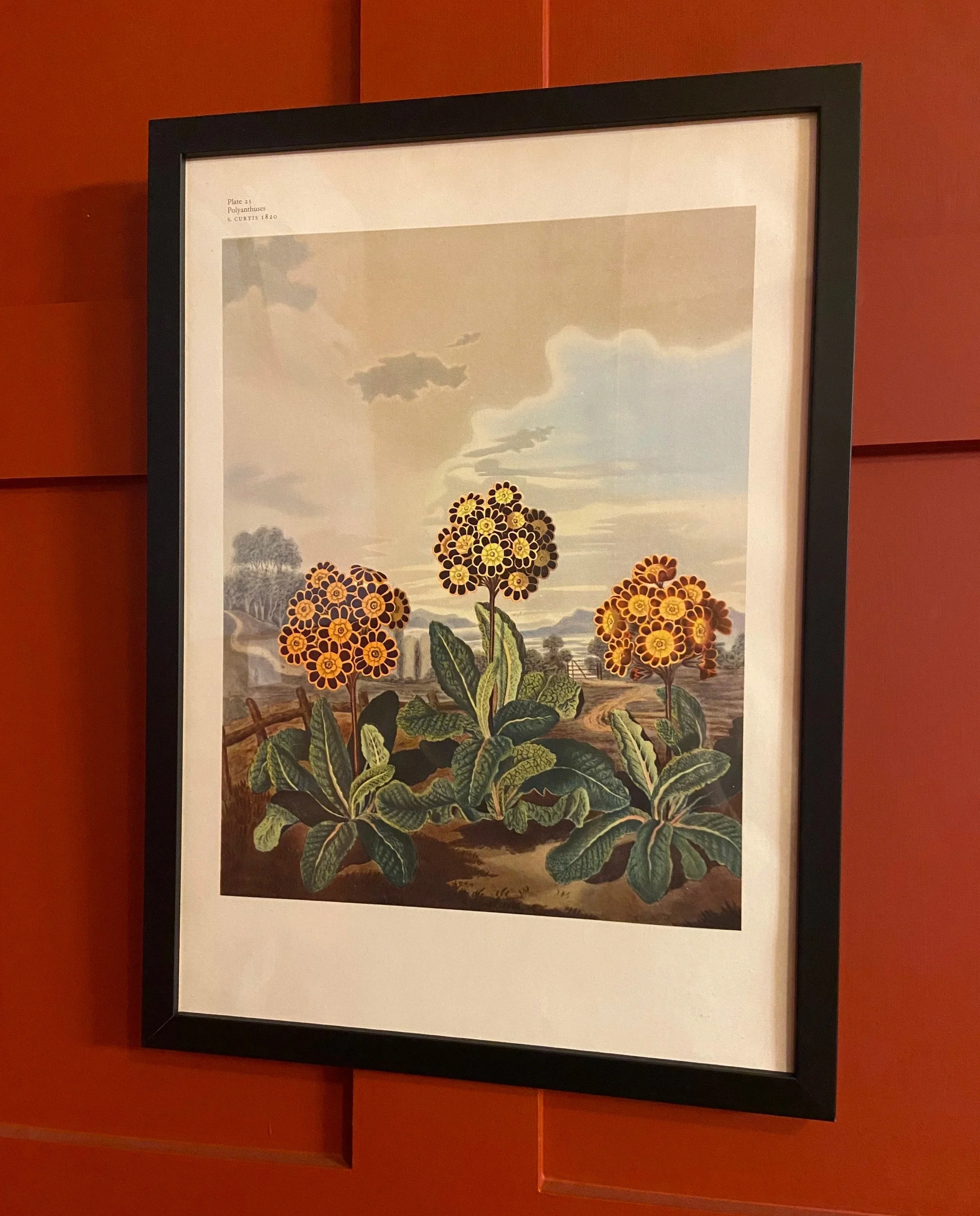 Candelabra Primula Lithograph