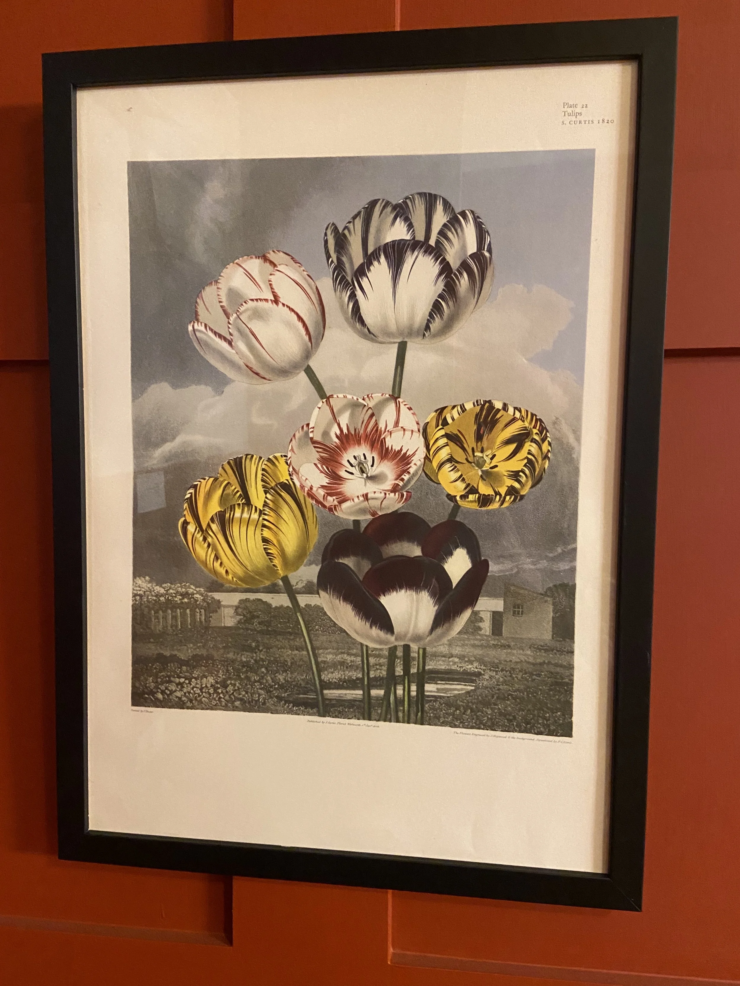 Tulip Lithograph