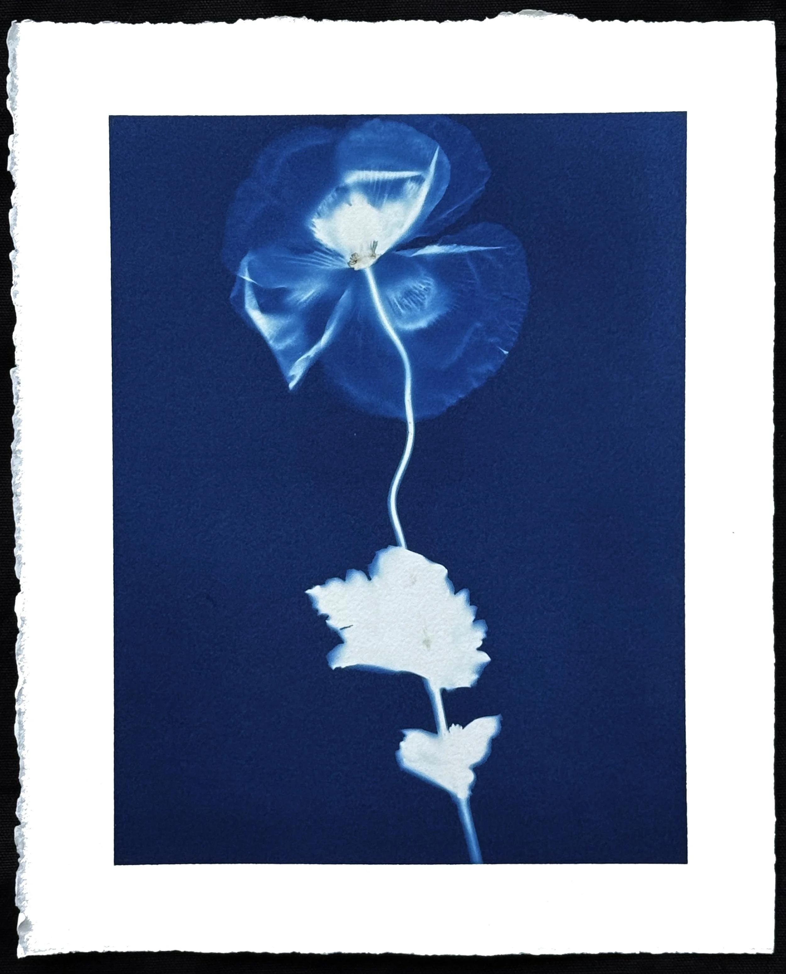 Elizabeth Zeschin - Tulip Cyanotype  No. 5