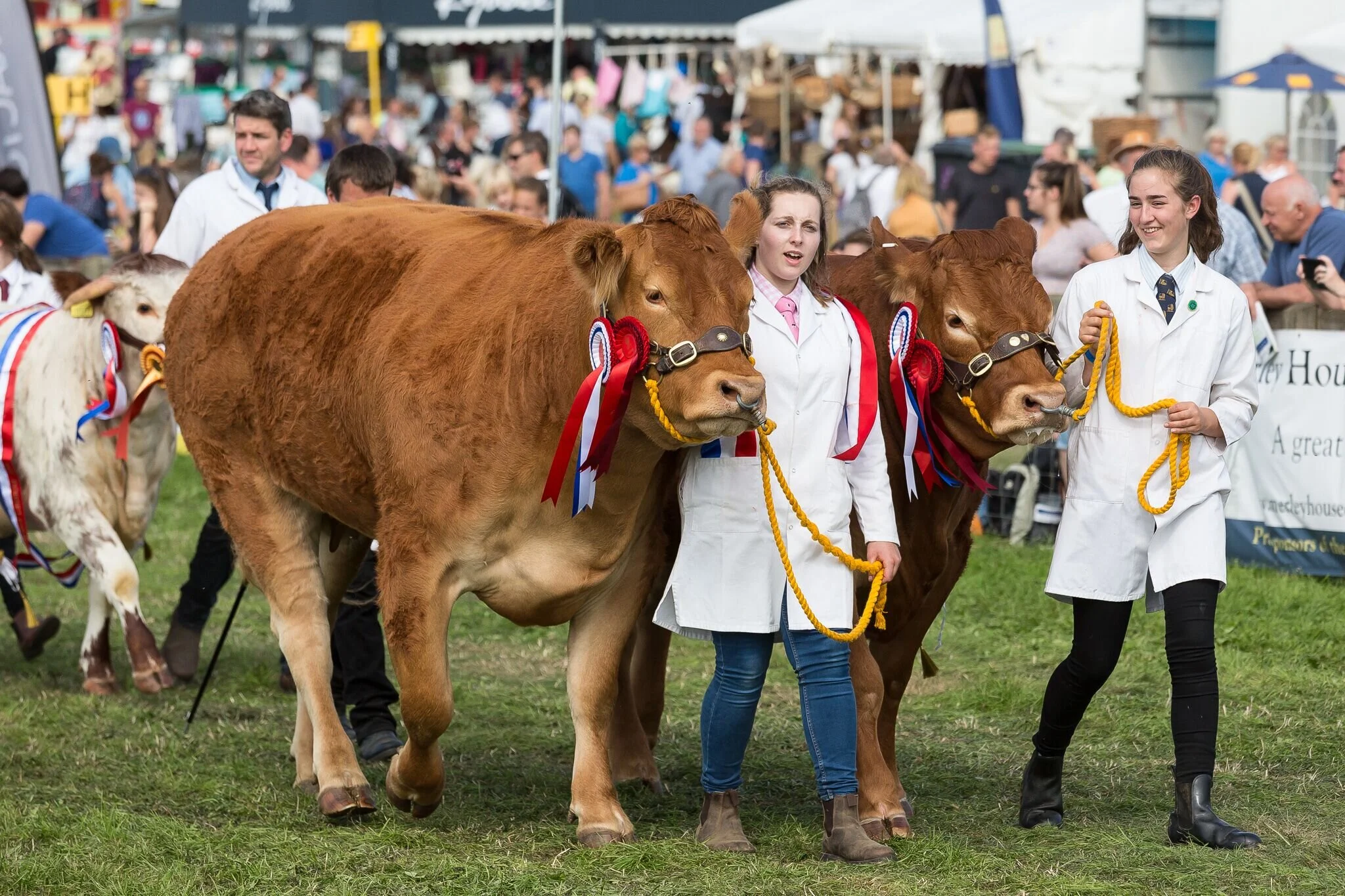 Award-winning cows at the Dorset County Show