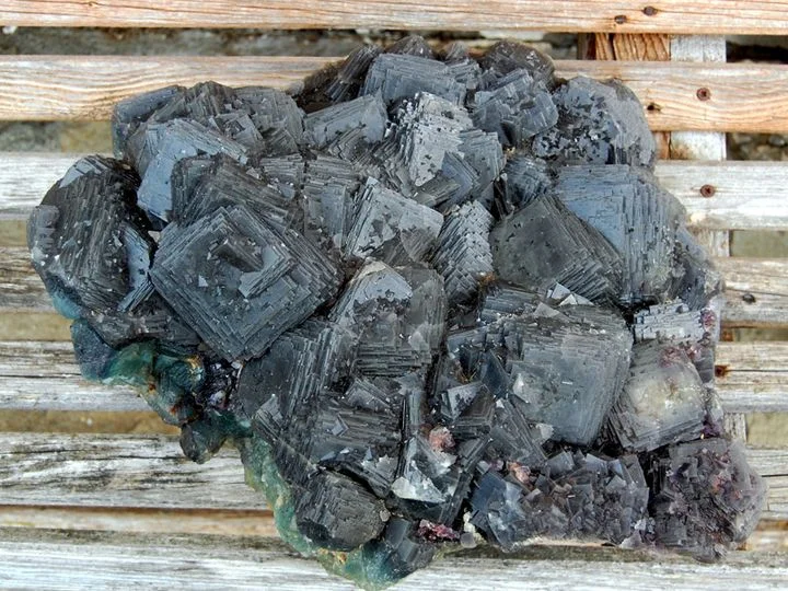 fig. 12: dark bull