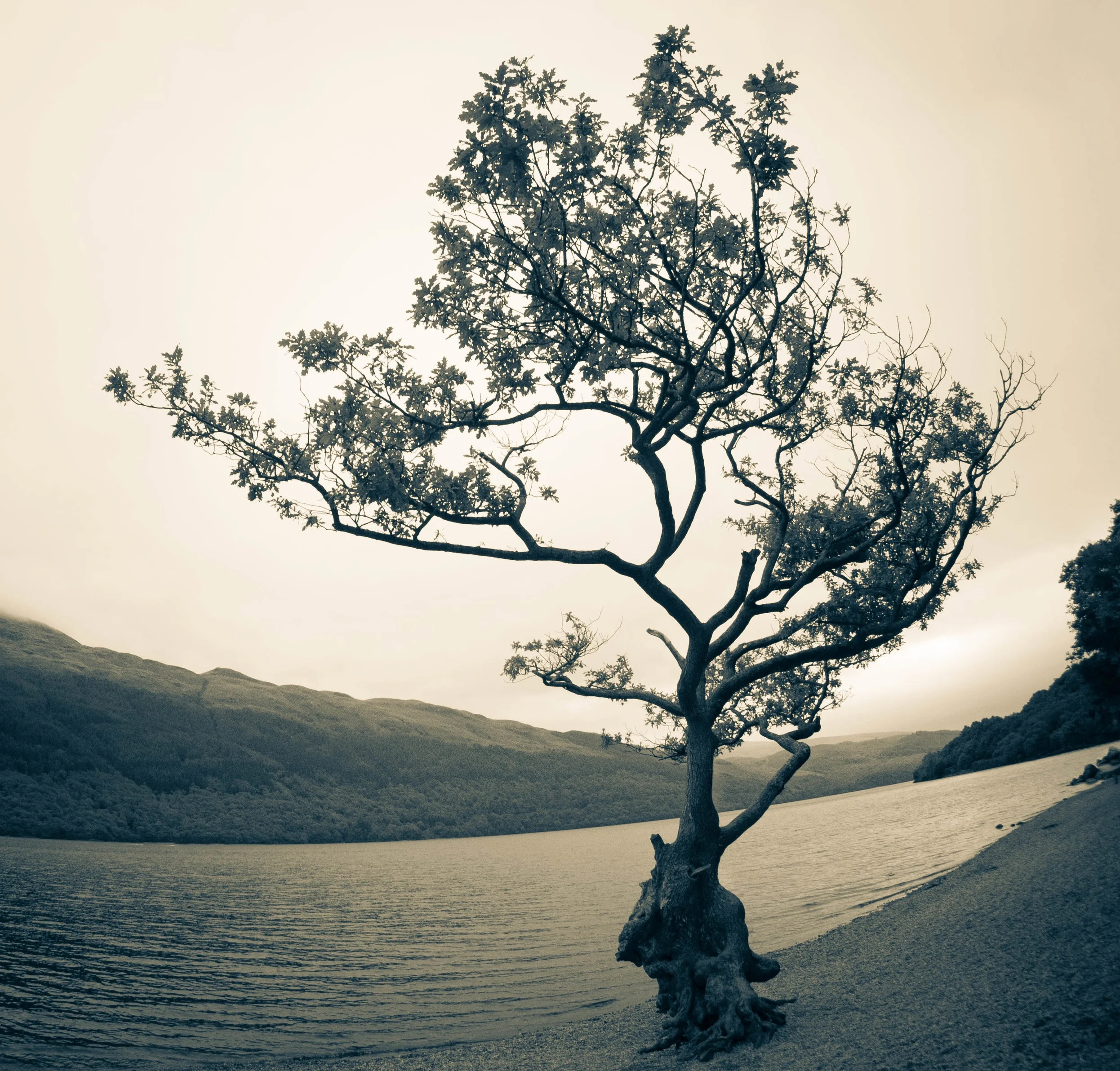 Loch Lomond Tree.jpg