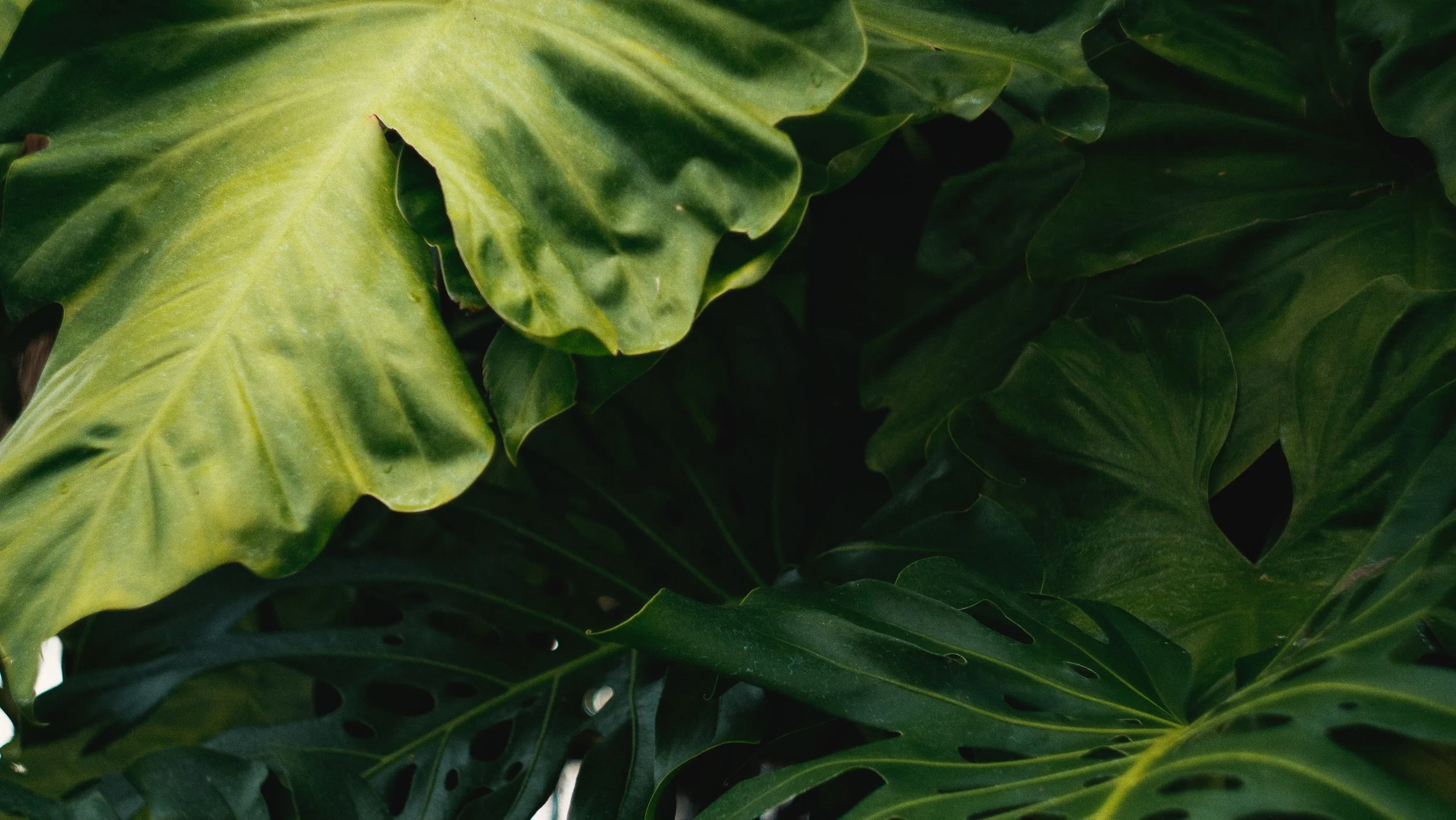 bright-close-up-color-1592228.jpg