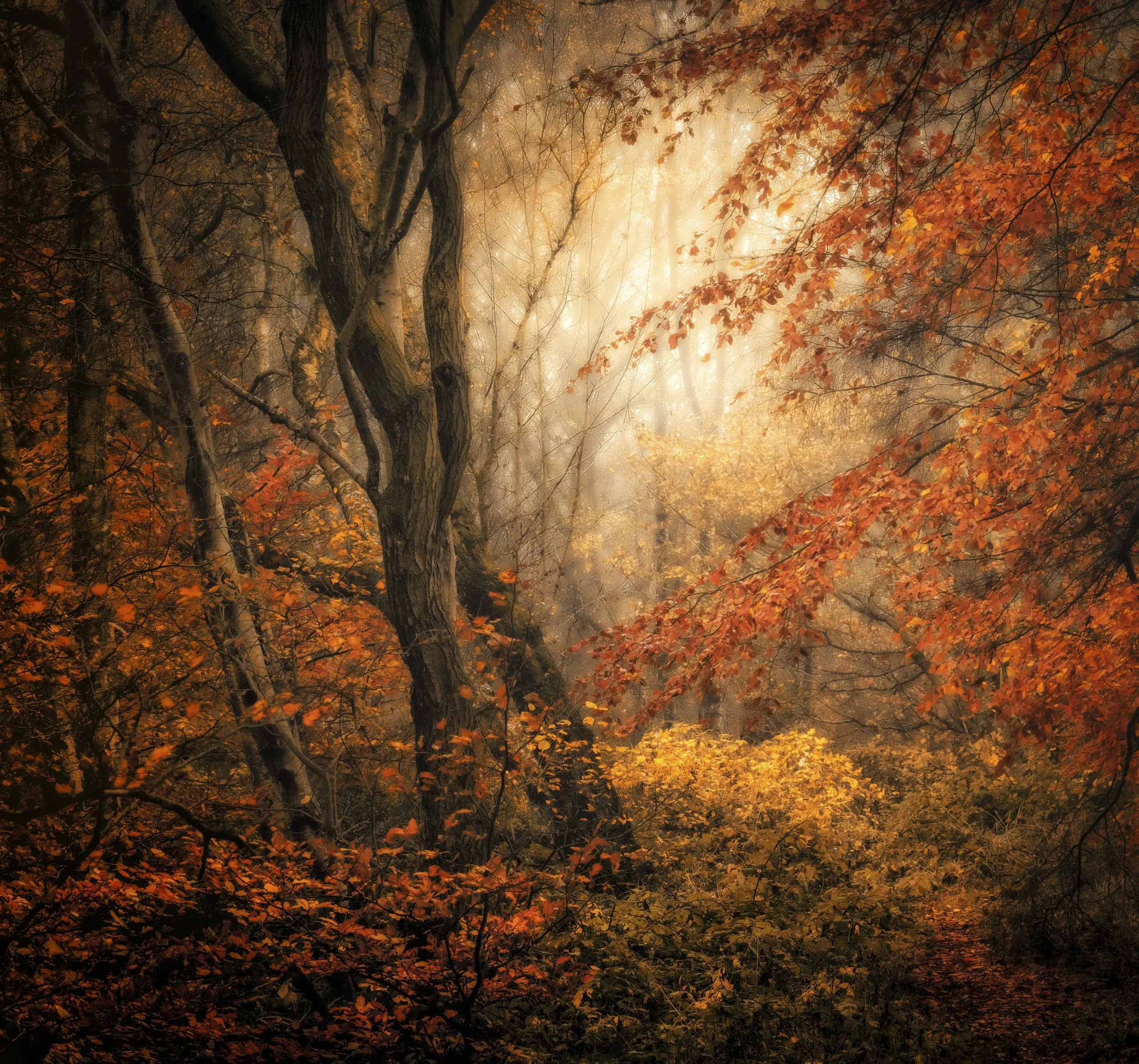 Autumn Renaissance.jpg