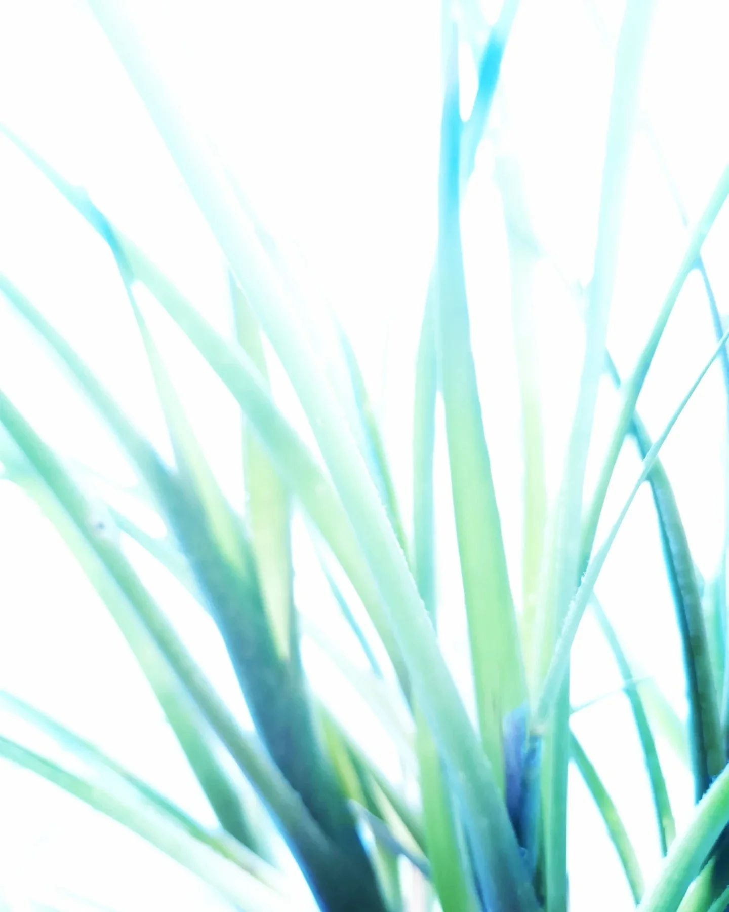 _C6H12O6+6O2_(DIPTYCH PT. 2] - PHOTOSYNTHESIS SERIES.jpg