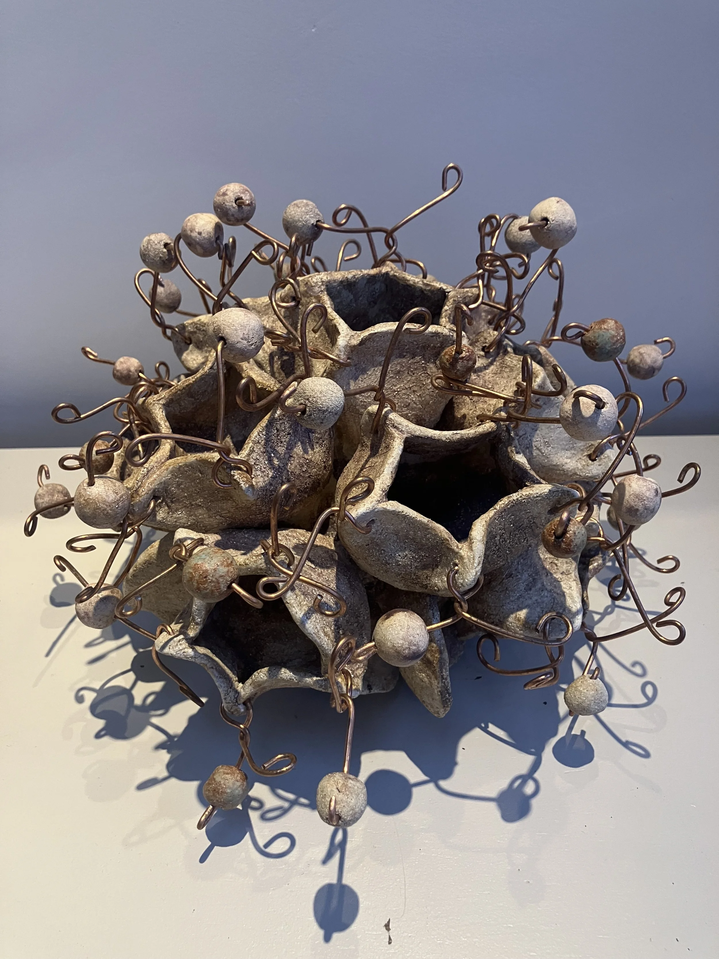 Phlomis Kathryn Watson.jpg