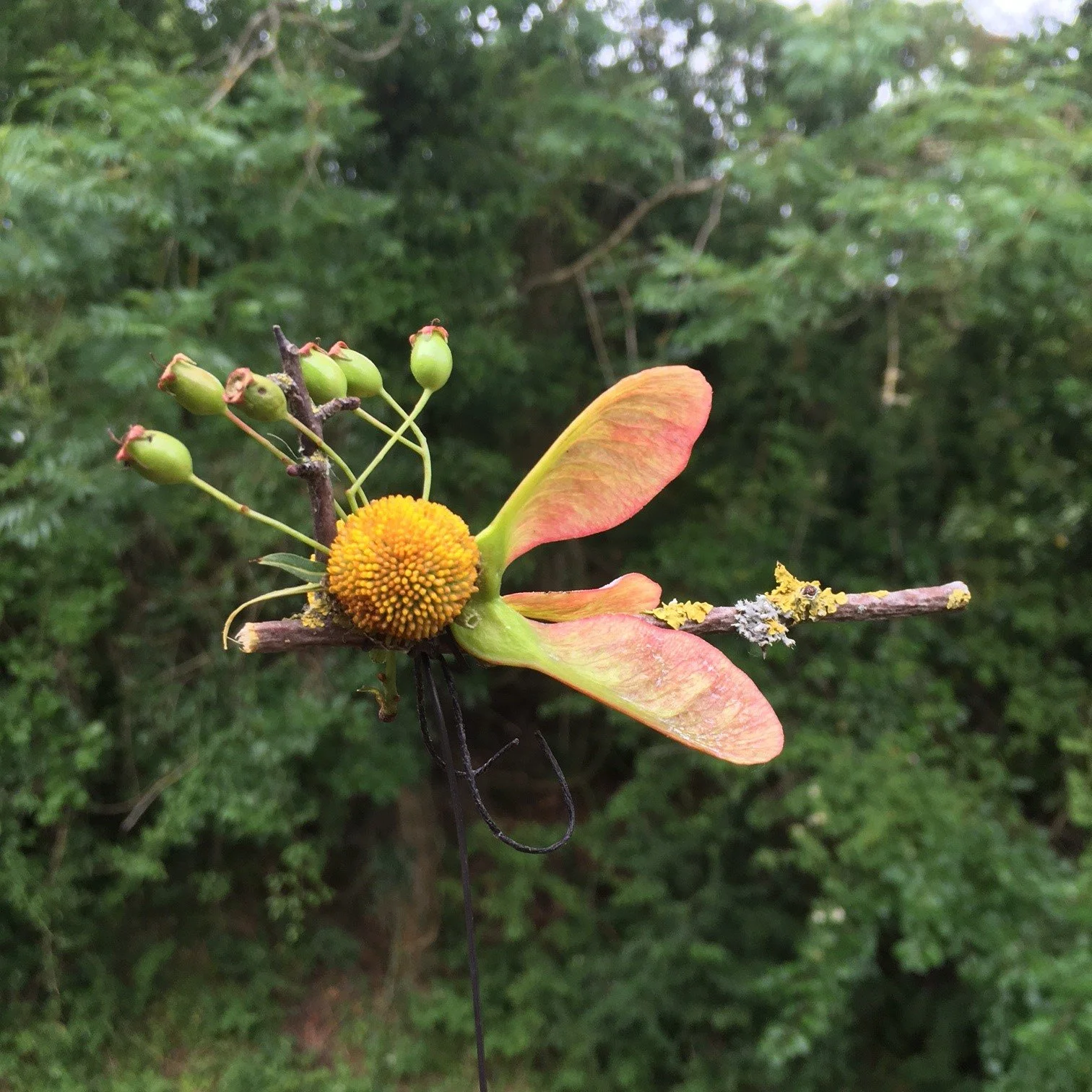 Insect sycamore seeds.jpg