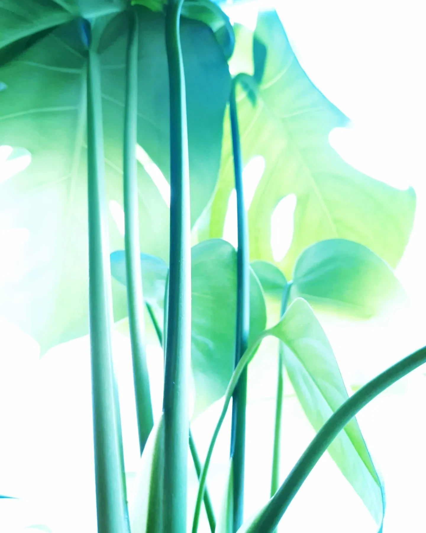 _6CO2+6H2O_ (DIPTYCH PT.1) - PHOTOSYNTHESIS SERIES.jpg