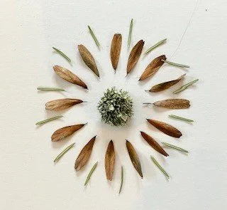 Jane Bevan Flat lay nature image.jpg