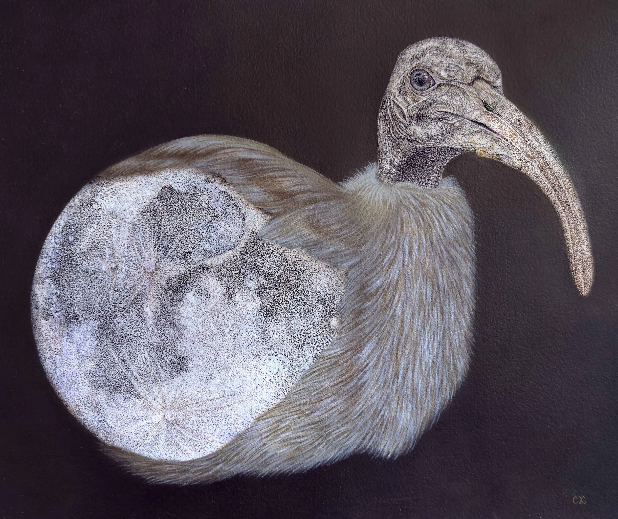 Sacred Ibis - Cerys Knighton.jpg