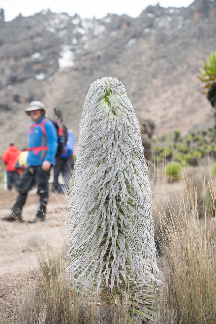 Mtkenya-3.jpg