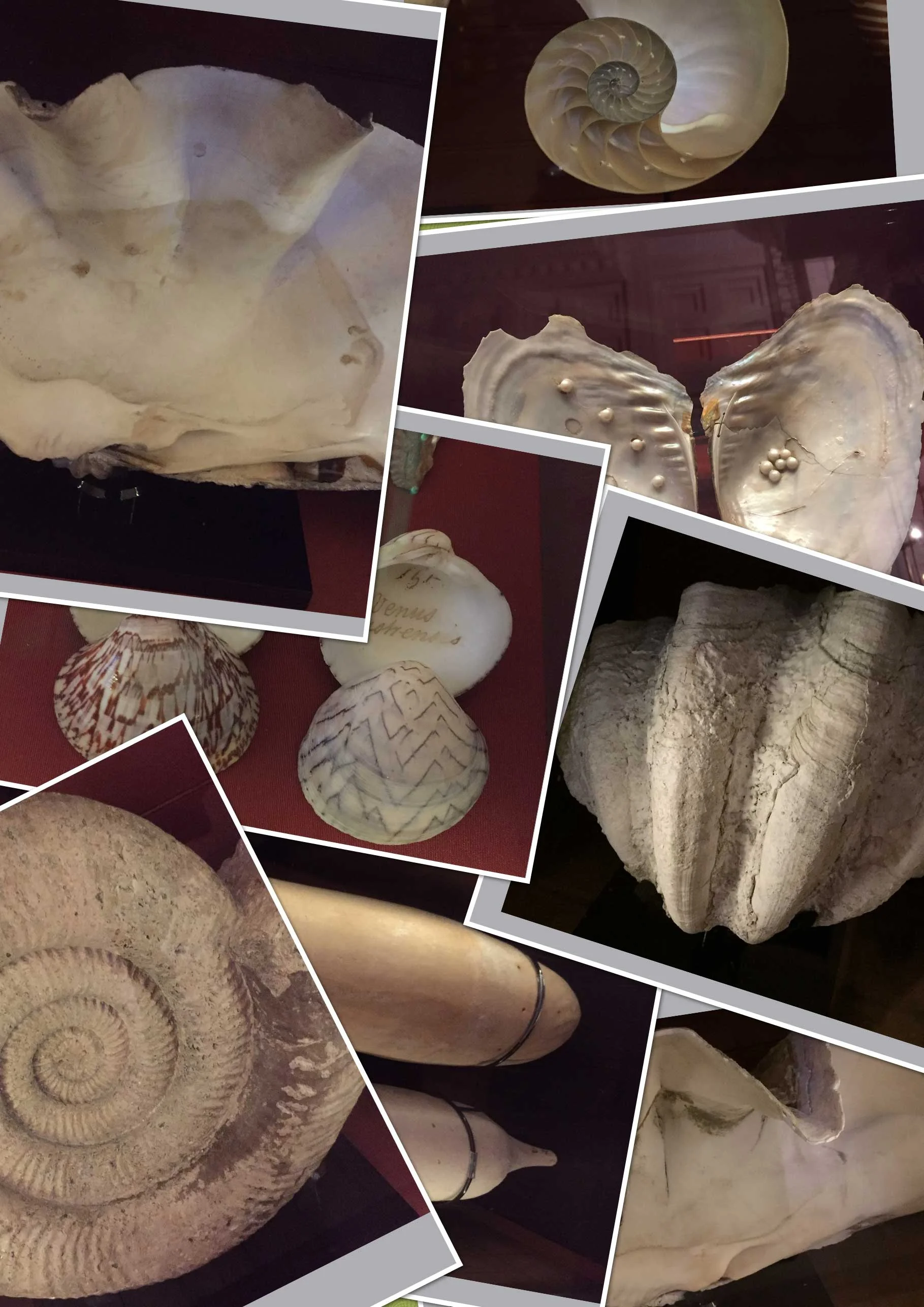 British-Museum-shells-1.jpg