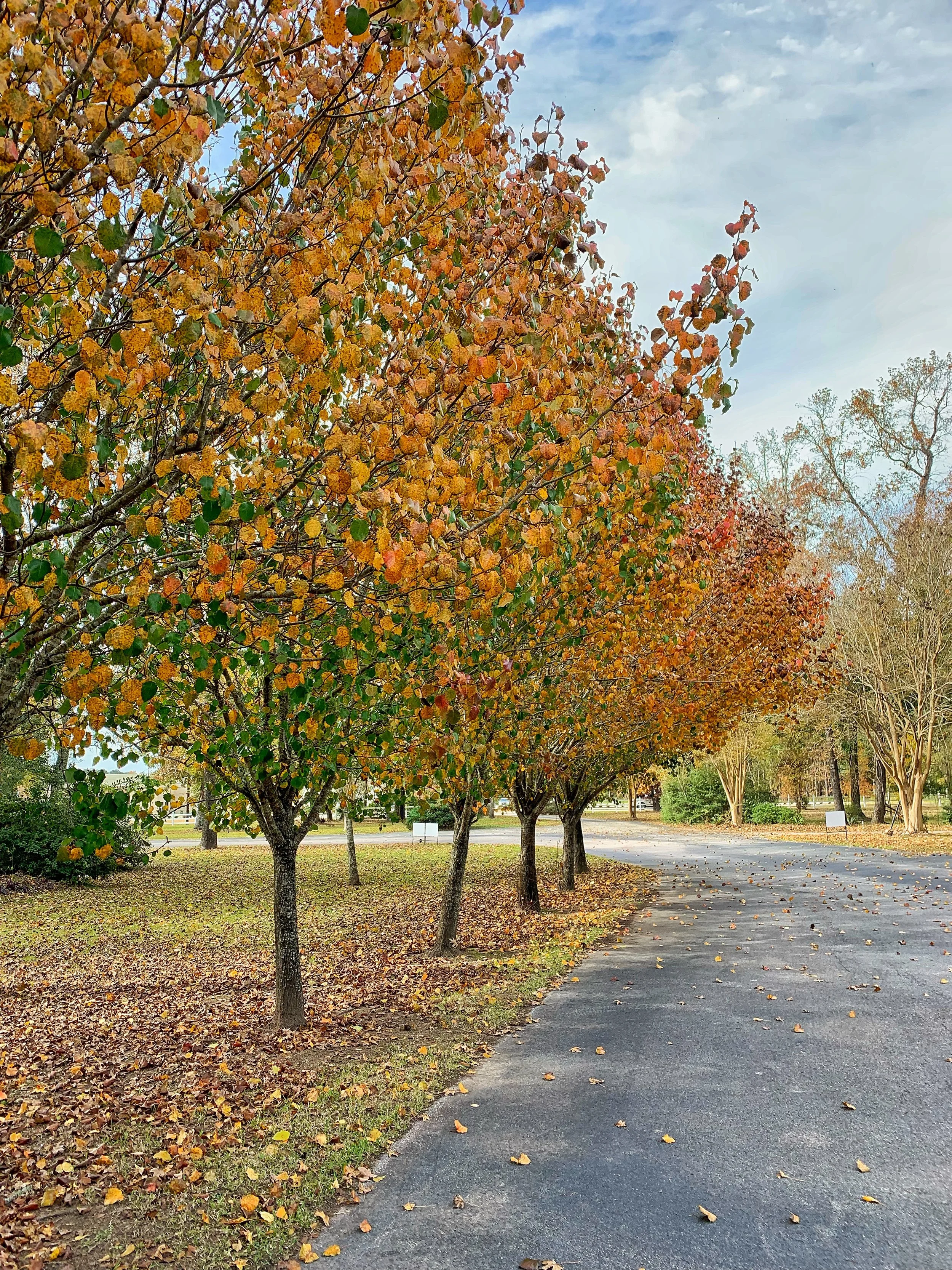 The Beauty of Letting Go