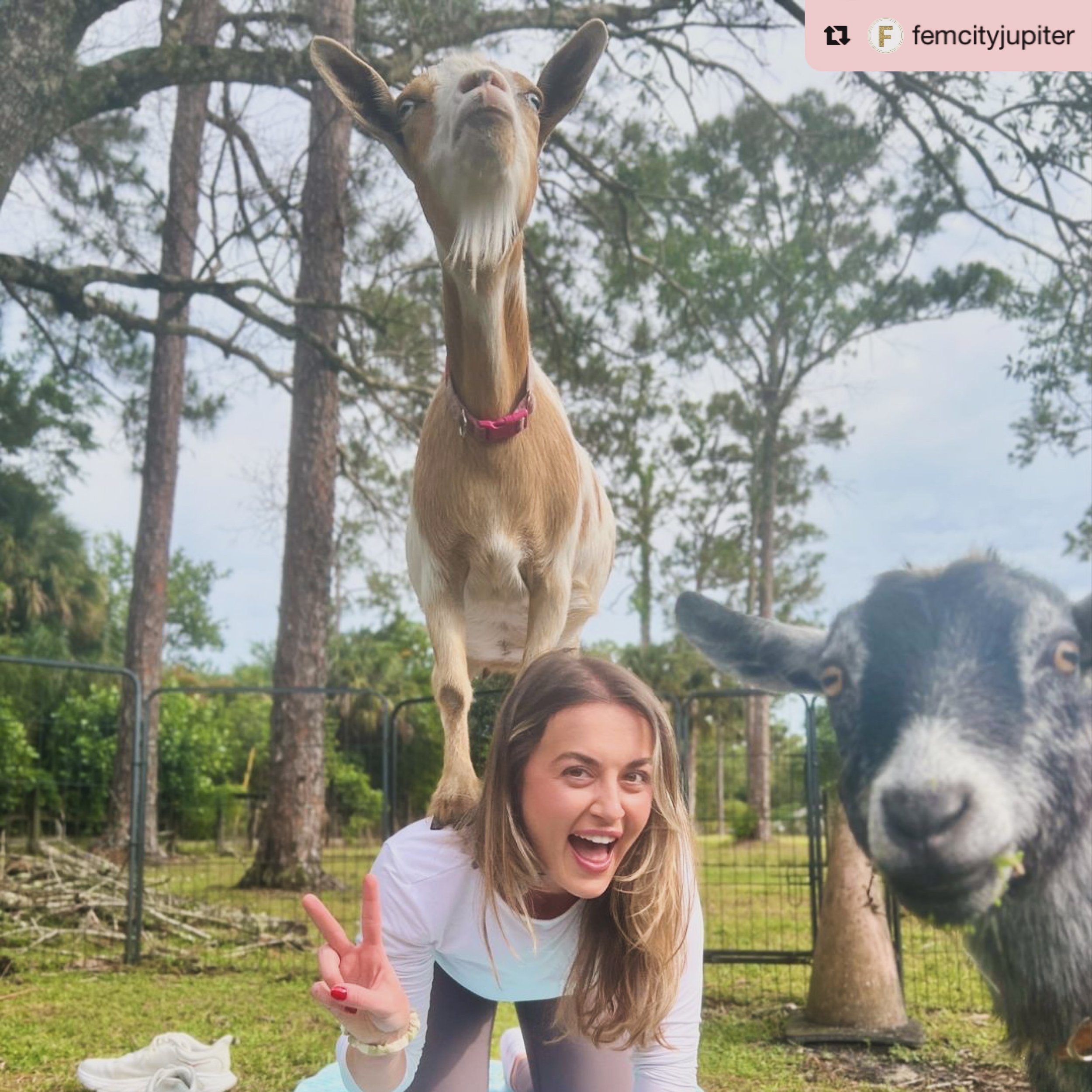 Repost from @femcityjupiter
&bull;
Oh my goatness! 😍🐐

Goat Yoga with @downwardgoat at @groovygoatfarmfl was certainly an evening to remember! 🩷

We cannot wait to share tons of photos and videos over the next few days, so stay tuned! But for now,