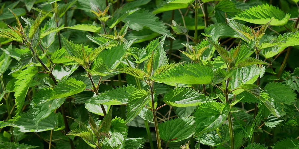 certified-ingredients-nettle.jpg